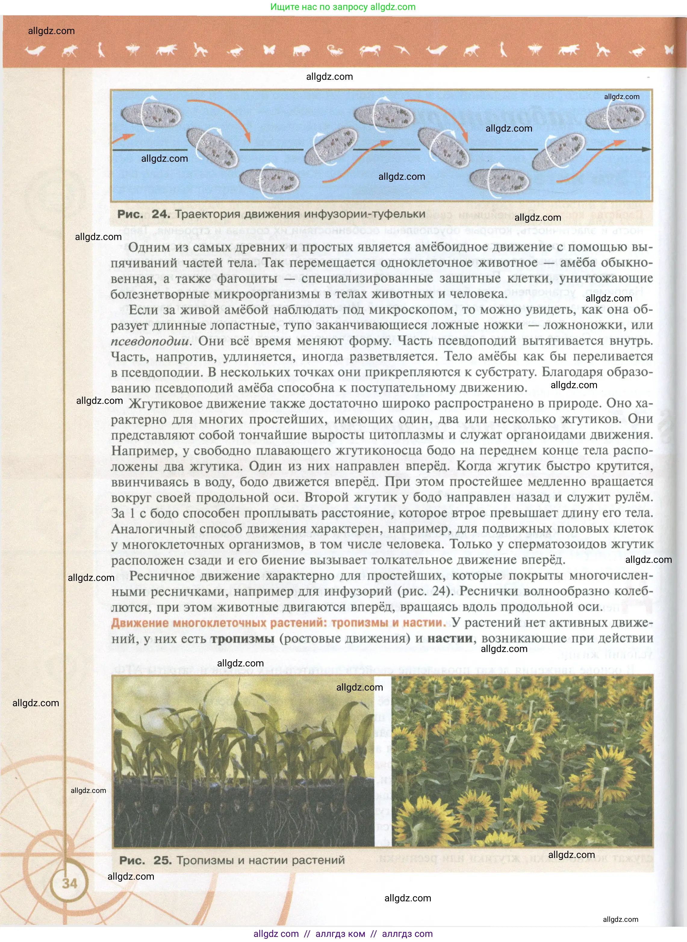Биология, 10 класс Учебник, авторы: Пасечник Владимир Васильевич, Каменский Андрей Александрович, Рубцов Александр Михайлович, Швецов Глеб Геннадьевич, Абовян Леван Арташесович, Гапонюк Зоя Георгиевна, издательство Просвещение, Москва, 2024, коричневого цвета, страница 34