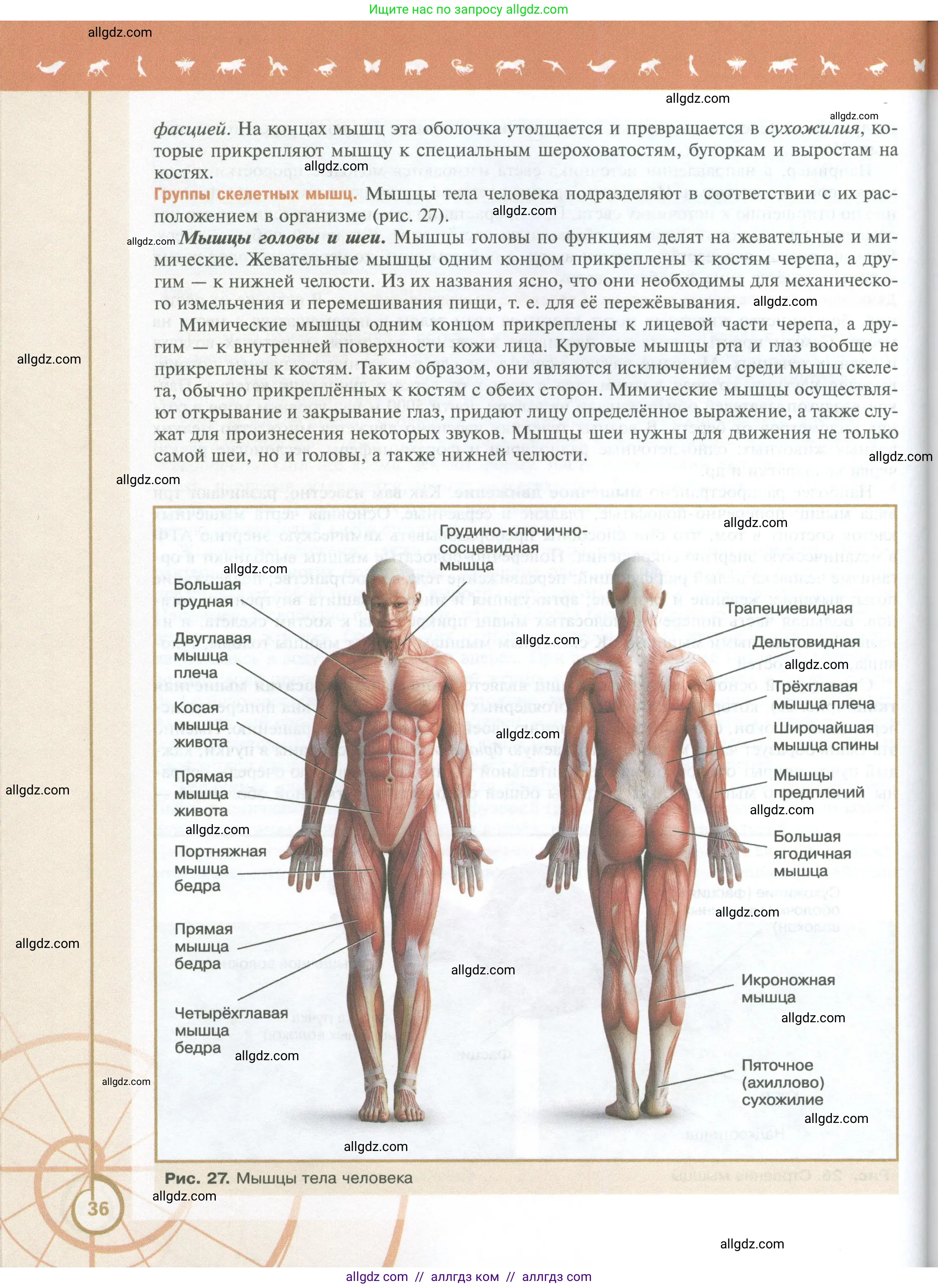 Биология, 10 класс Учебник, авторы: Пасечник Владимир Васильевич, Каменский Андрей Александрович, Рубцов Александр Михайлович, Швецов Глеб Геннадьевич, Абовян Леван Арташесович, Гапонюк Зоя Георгиевна, издательство Просвещение, Москва, 2024, коричневого цвета, страница 36