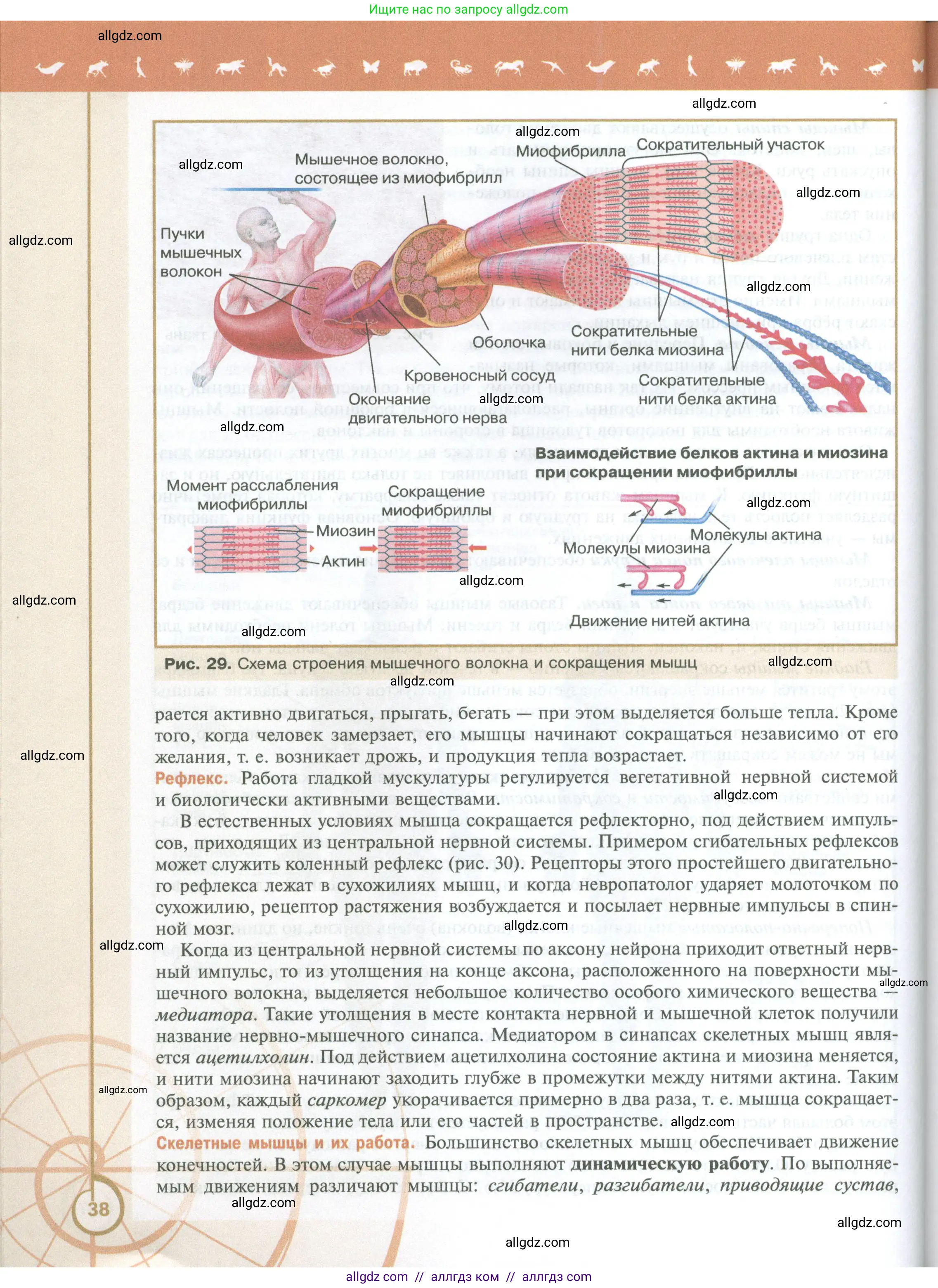 Биология, 10 класс Учебник, авторы: Пасечник Владимир Васильевич, Каменский Андрей Александрович, Рубцов Александр Михайлович, Швецов Глеб Геннадьевич, Абовян Леван Арташесович, Гапонюк Зоя Георгиевна, издательство Просвещение, Москва, 2024, коричневого цвета, страница 38