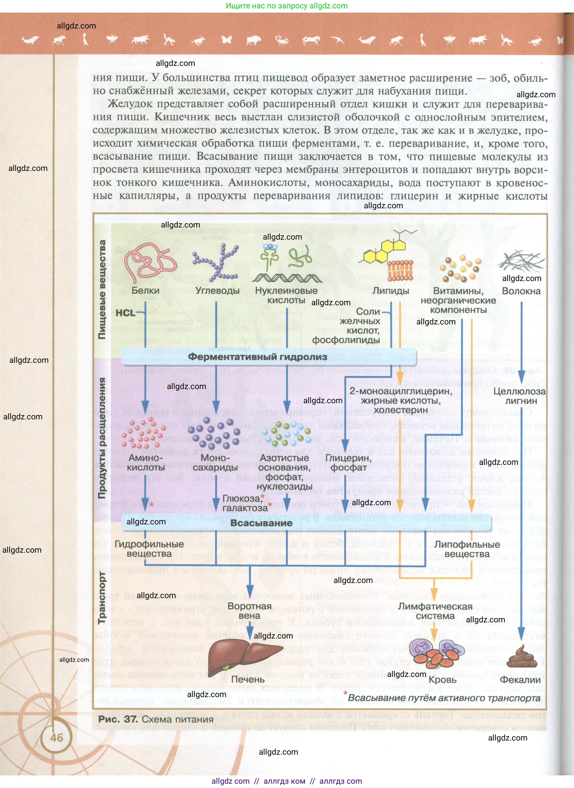 Биология, 10 класс Учебник, авторы: Пасечник Владимир Васильевич, Каменский Андрей Александрович, Рубцов Александр Михайлович, Швецов Глеб Геннадьевич, Абовян Леван Арташесович, Гапонюк Зоя Георгиевна, издательство Просвещение, Москва, 2024, коричневого цвета, страница 46