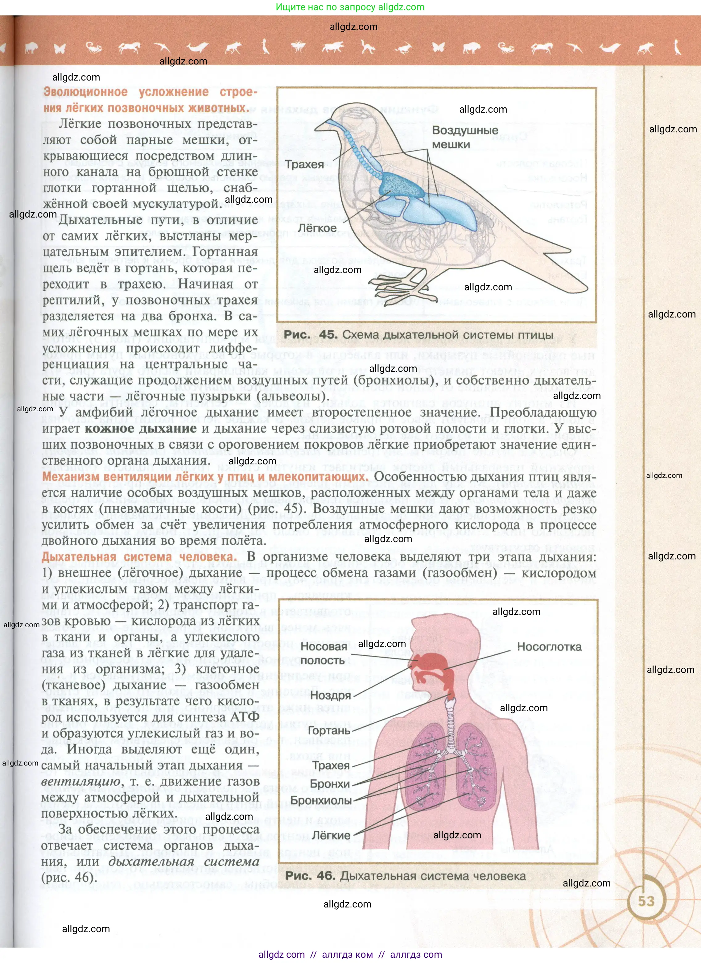 Биология, 10 класс Учебник, авторы: Пасечник Владимир Васильевич, Каменский Андрей Александрович, Рубцов Александр Михайлович, Швецов Глеб Геннадьевич, Абовян Леван Арташесович, Гапонюк Зоя Георгиевна, издательство Просвещение, Москва, 2024, коричневого цвета, страница 53