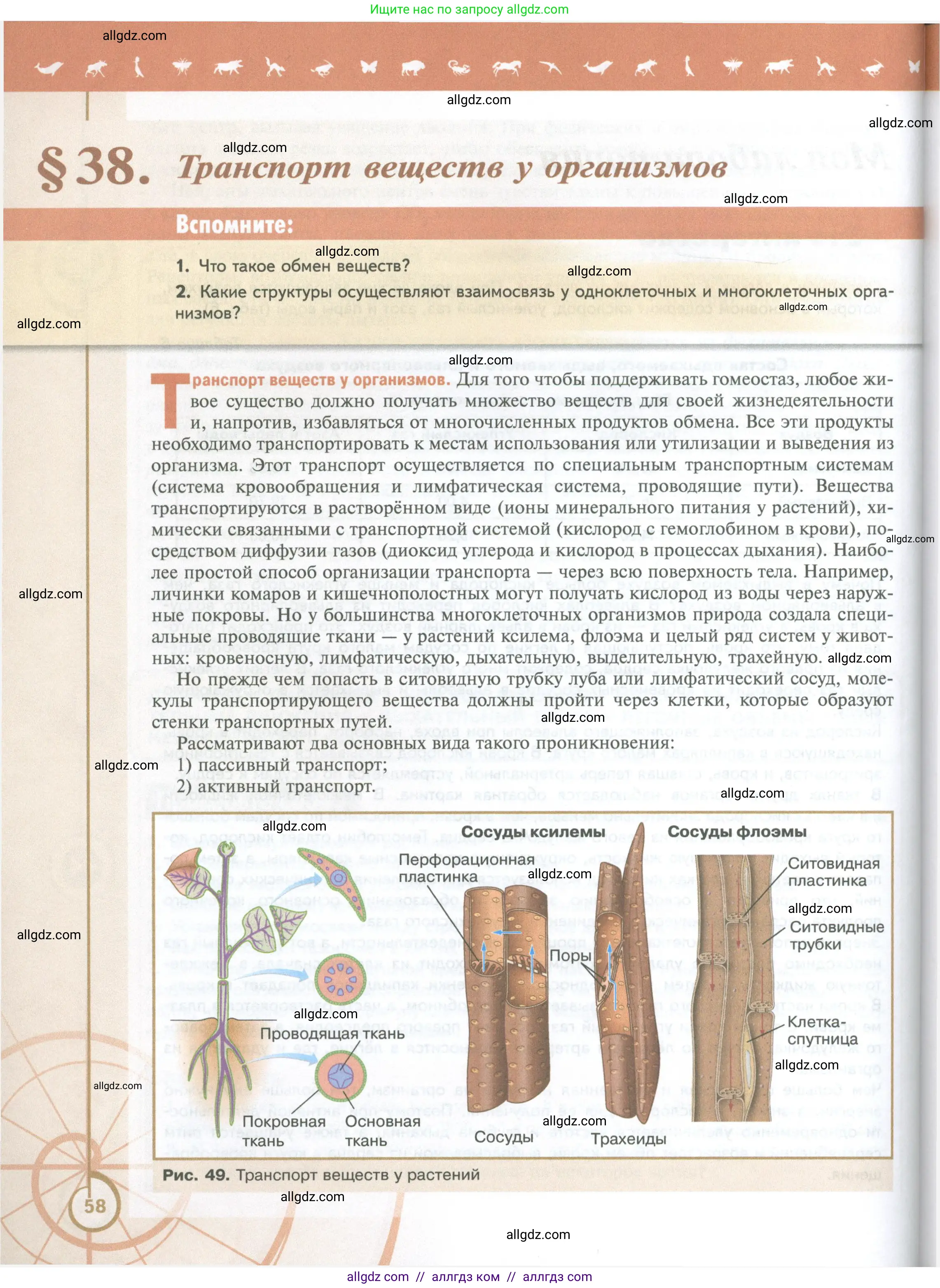 Биология, 10 класс Учебник, авторы: Пасечник Владимир Васильевич, Каменский Андрей Александрович, Рубцов Александр Михайлович, Швецов Глеб Геннадьевич, Абовян Леван Арташесович, Гапонюк Зоя Георгиевна, издательство Просвещение, Москва, 2024, коричневого цвета, Часть 2, страница 58