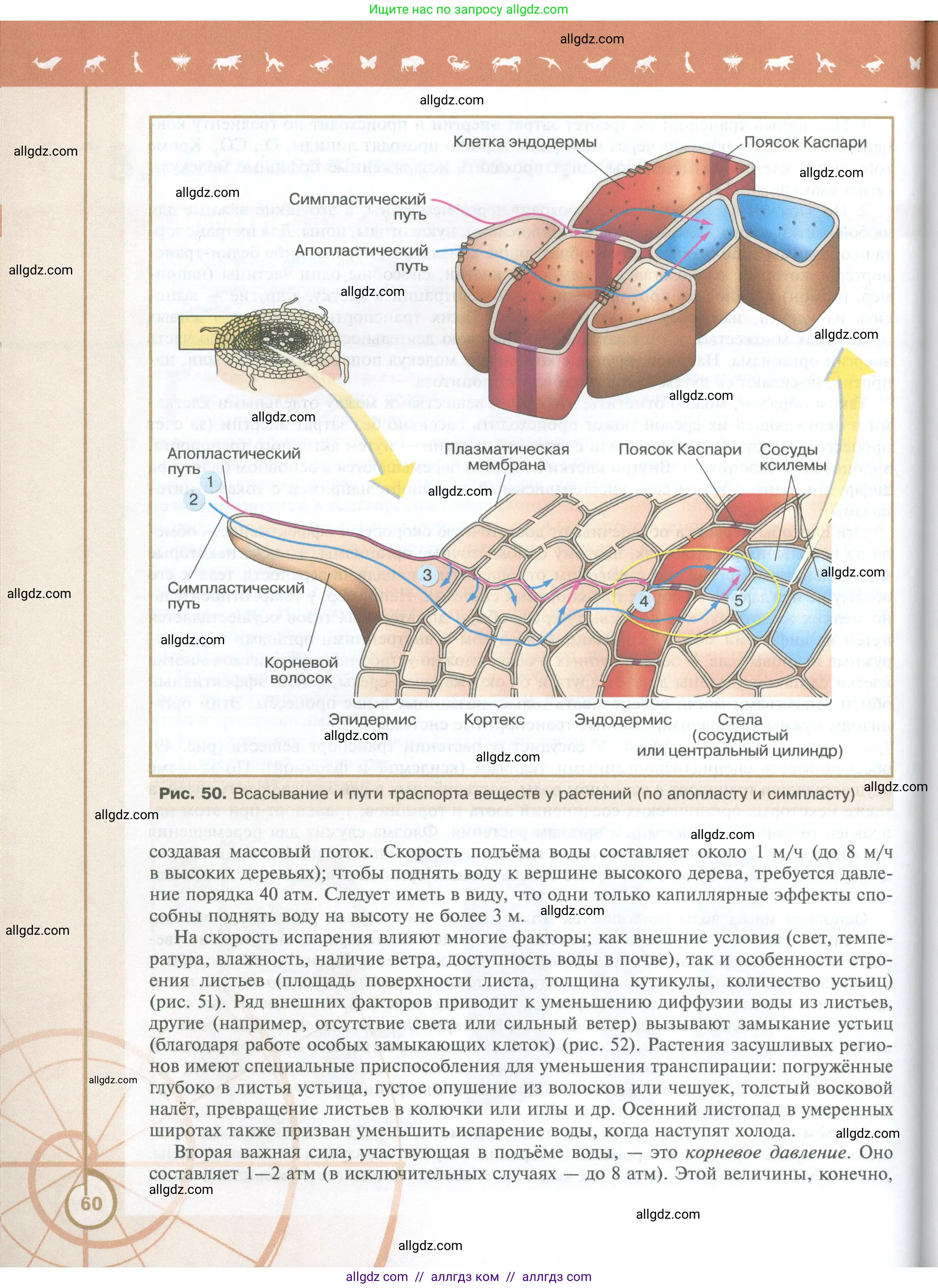 Биология, 10 класс Учебник, авторы: Пасечник Владимир Васильевич, Каменский Андрей Александрович, Рубцов Александр Михайлович, Швецов Глеб Геннадьевич, Абовян Леван Арташесович, Гапонюк Зоя Георгиевна, издательство Просвещение, Москва, 2024, коричневого цвета, страница 60