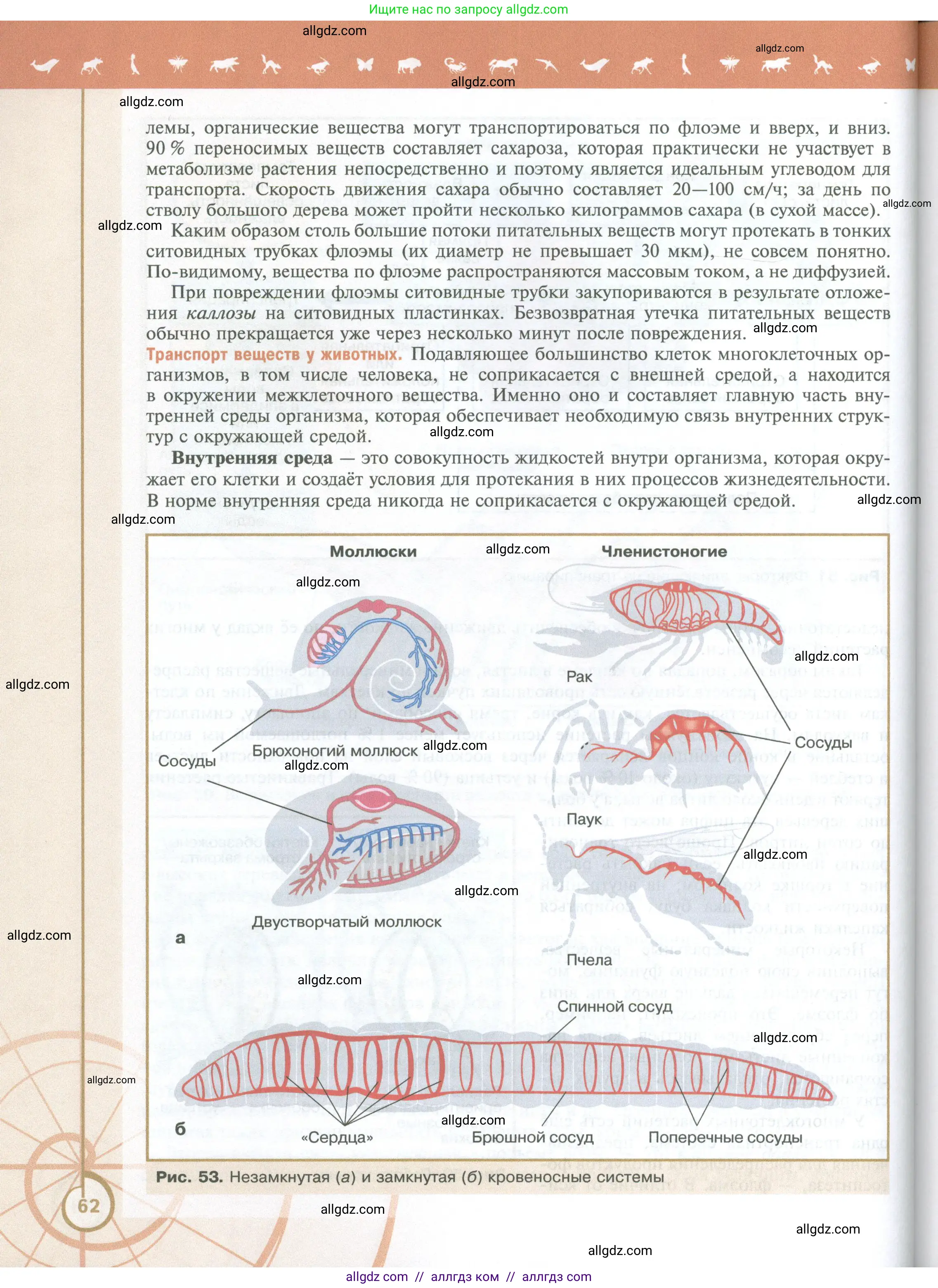 Биология, 10 класс Учебник, авторы: Пасечник Владимир Васильевич, Каменский Андрей Александрович, Рубцов Александр Михайлович, Швецов Глеб Геннадьевич, Абовян Леван Арташесович, Гапонюк Зоя Георгиевна, издательство Просвещение, Москва, 2024, коричневого цвета, страница 62