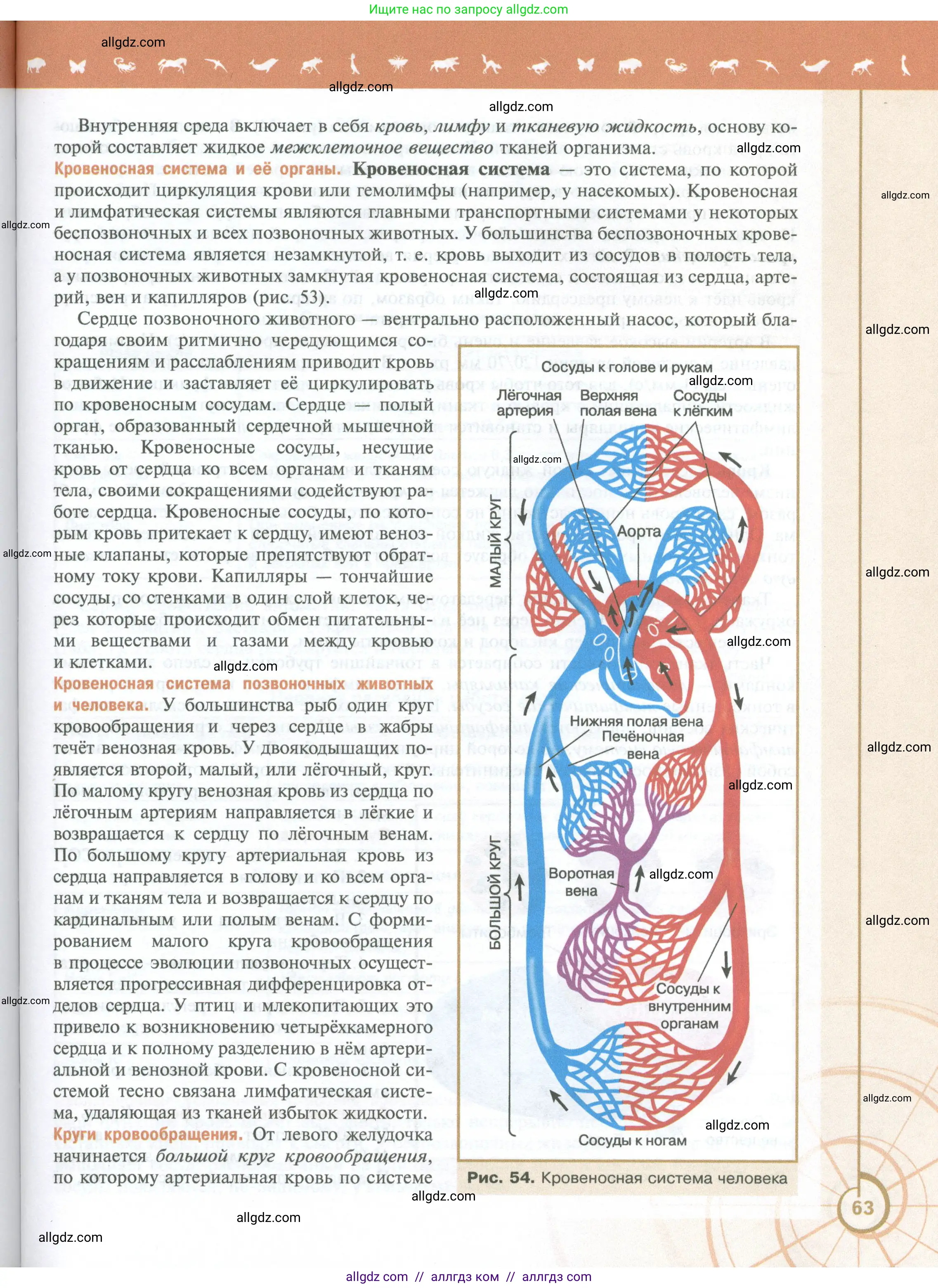 Биология, 10 класс Учебник, авторы: Пасечник Владимир Васильевич, Каменский Андрей Александрович, Рубцов Александр Михайлович, Швецов Глеб Геннадьевич, Абовян Леван Арташесович, Гапонюк Зоя Георгиевна, издательство Просвещение, Москва, 2024, коричневого цвета, страница 63