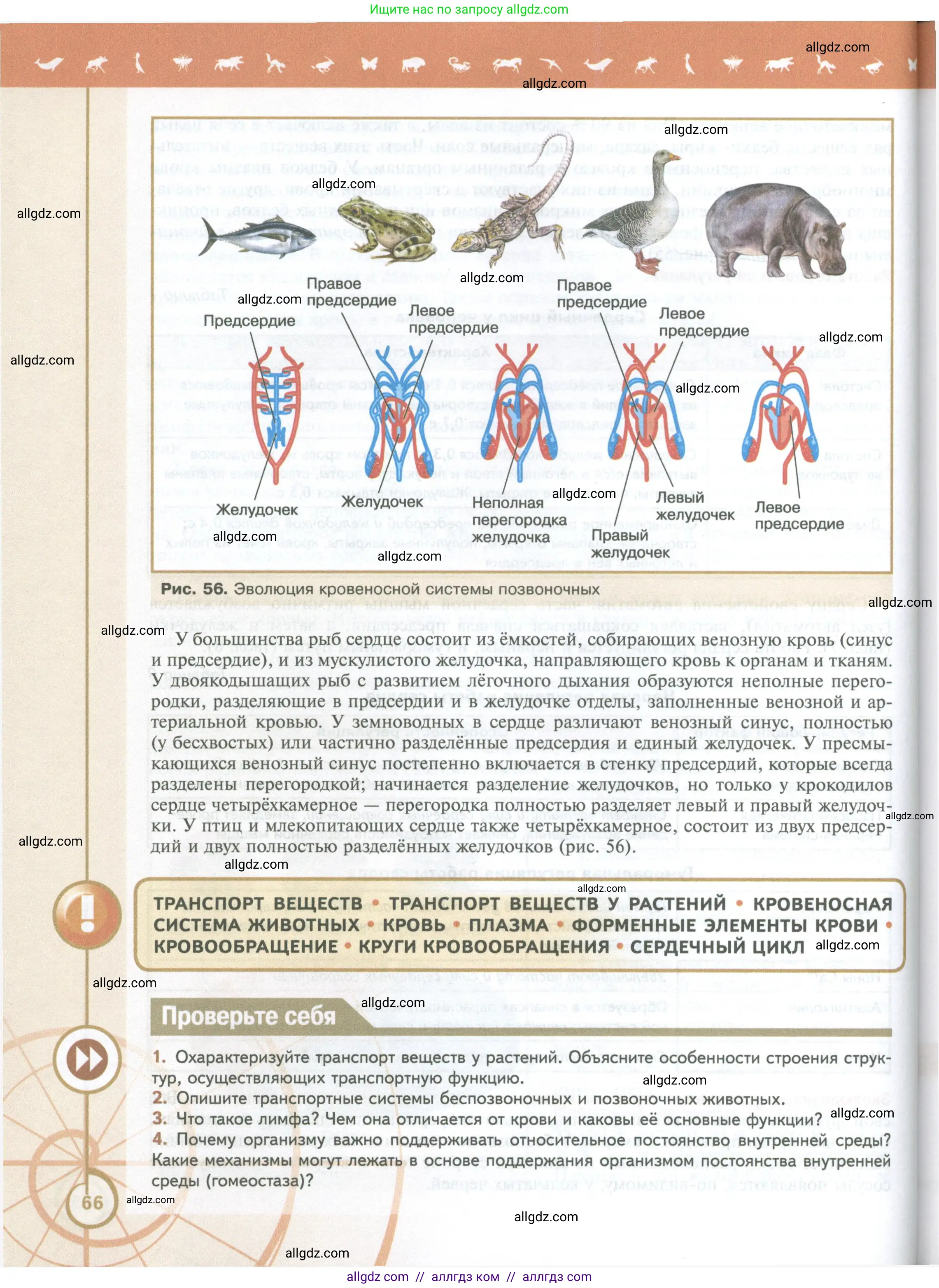 Биология, 10 класс Учебник, авторы: Пасечник Владимир Васильевич, Каменский Андрей Александрович, Рубцов Александр Михайлович, Швецов Глеб Геннадьевич, Абовян Леван Арташесович, Гапонюк Зоя Георгиевна, издательство Просвещение, Москва, 2024, коричневого цвета, Часть 2, страница 66