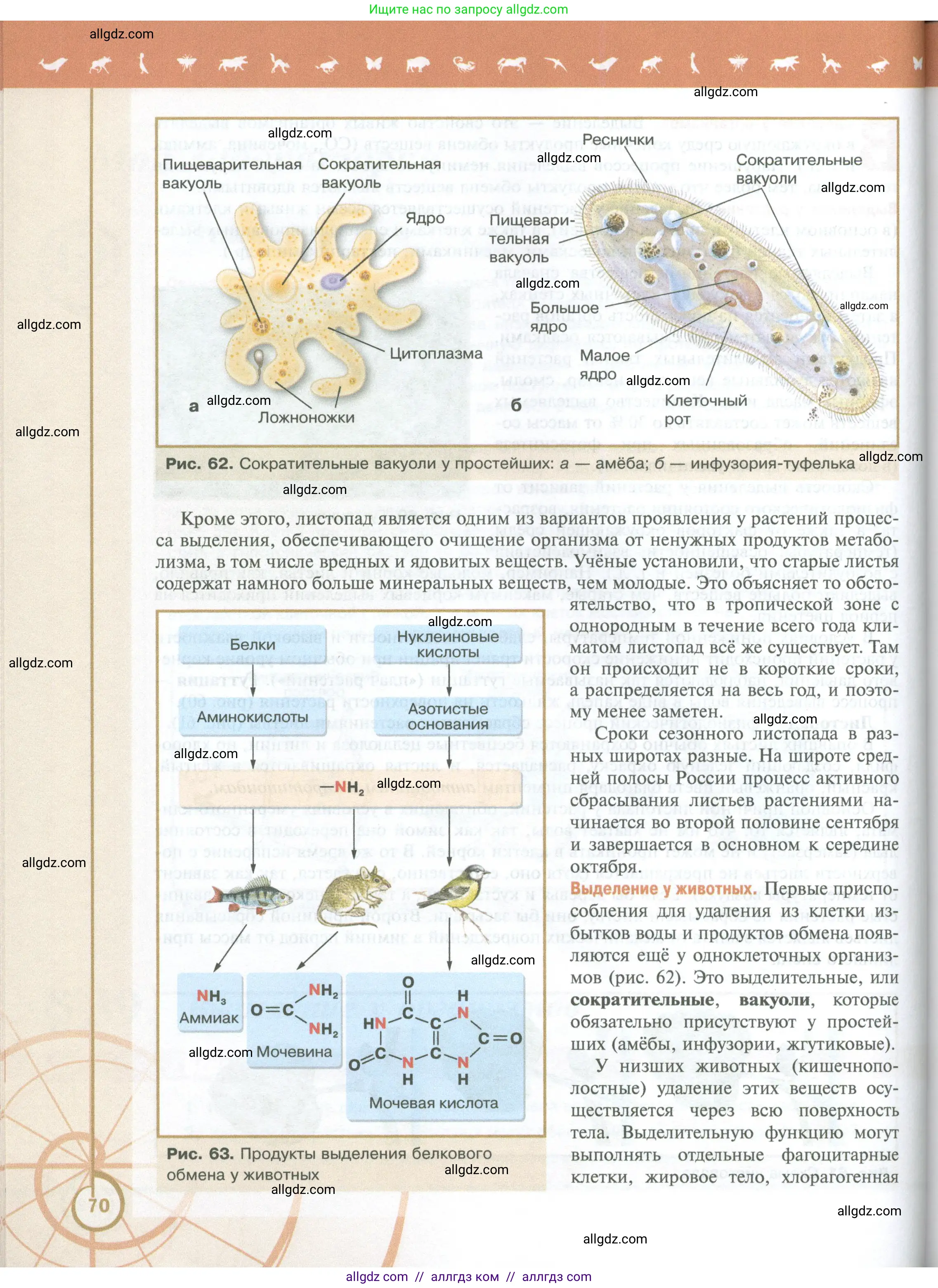 Биология, 10 класс Учебник, авторы: Пасечник Владимир Васильевич, Каменский Андрей Александрович, Рубцов Александр Михайлович, Швецов Глеб Геннадьевич, Абовян Леван Арташесович, Гапонюк Зоя Георгиевна, издательство Просвещение, Москва, 2024, коричневого цвета, страница 70