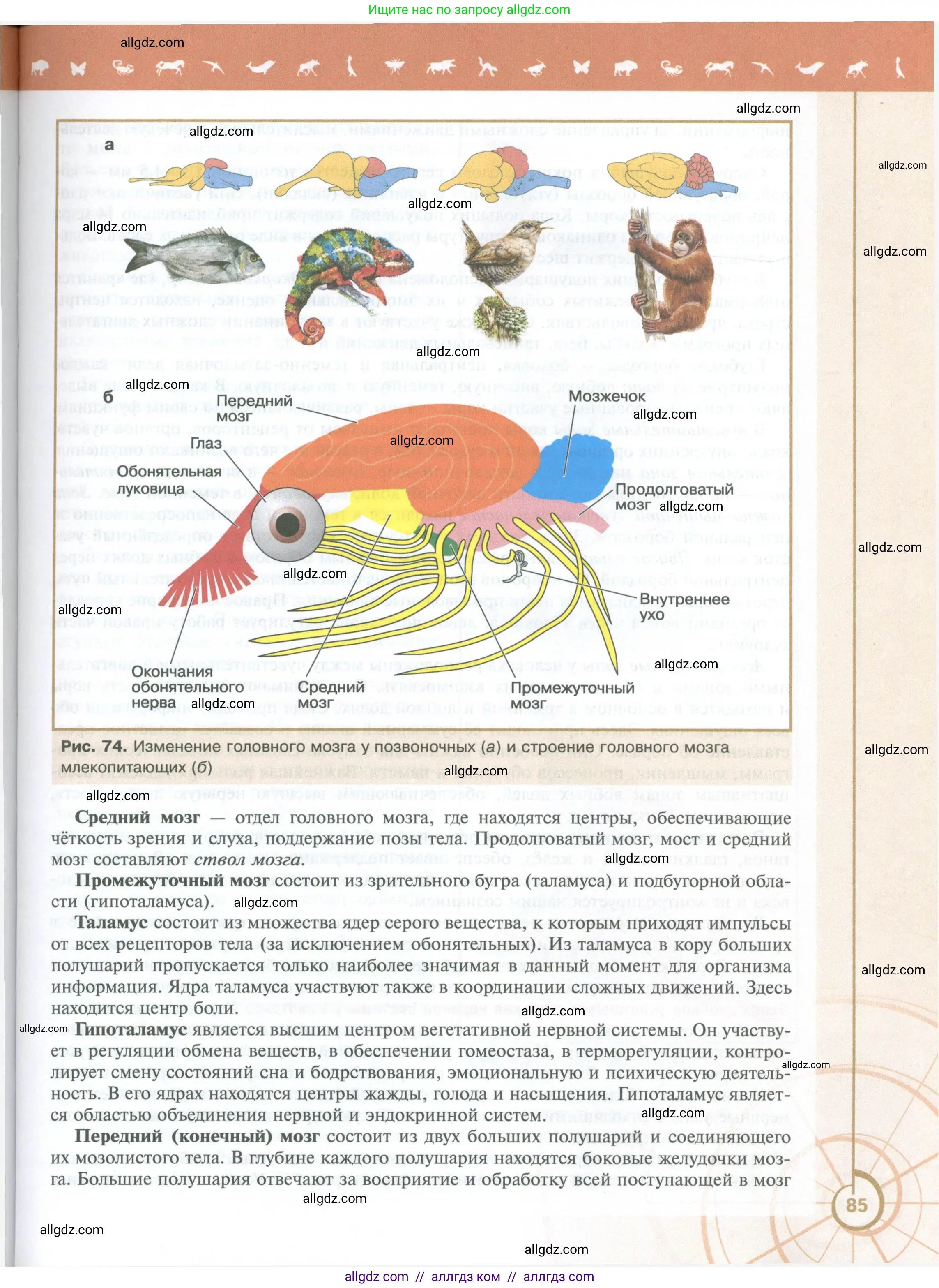Биология, 10 класс Учебник, авторы: Пасечник Владимир Васильевич, Каменский Андрей Александрович, Рубцов Александр Михайлович, Швецов Глеб Геннадьевич, Абовян Леван Арташесович, Гапонюк Зоя Георгиевна, издательство Просвещение, Москва, 2024, коричневого цвета, страница 85