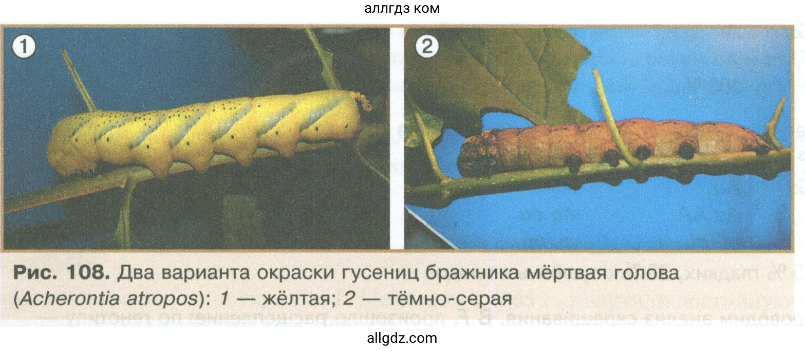 Биология, 10 класс Учебник, авторы: Пасечник Владимир Васильевич, Каменский Андрей Александрович, Рубцов Александр Михайлович, Швецов Глеб Геннадьевич, Абовян Леван Арташесович, Гапонюк Зоя Георгиевна, издательство Просвещение, Москва, 2024, коричневого цвета, Часть 2, страница 162, номер 2, Условие (продолжение 2)