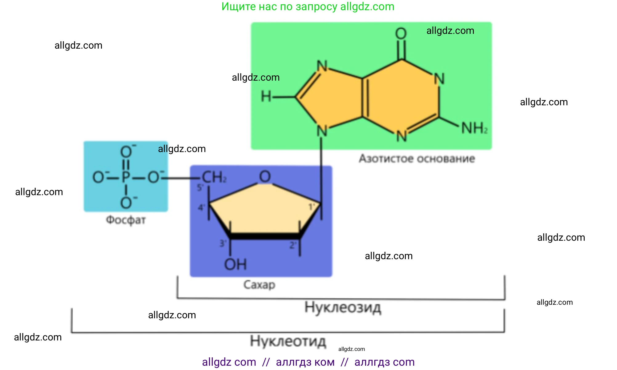 Биология, 10 класс Учебник, авторы: Пасечник Владимир Васильевич, Каменский Андрей Александрович, Рубцов Александр Михайлович, Швецов Глеб Геннадьевич, Абовян Леван Арташесович, Гапонюк Зоя Георгиевна, издательство Просвещение, Москва, 2024, коричневого цвета, Часть 1, страница 109, номер 1, Решение (продолжение 2)