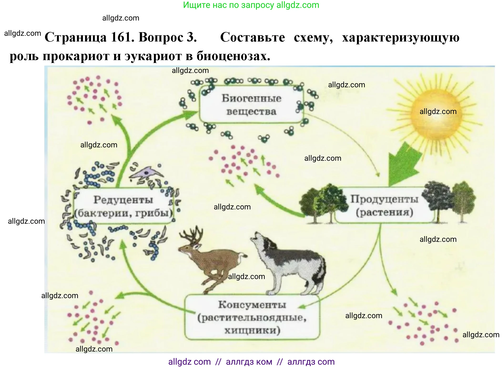 Биология, 10 класс Учебник, авторы: Пасечник Владимир Васильевич, Каменский Андрей Александрович, Рубцов Александр Михайлович, Швецов Глеб Геннадьевич, Абовян Леван Арташесович, Гапонюк Зоя Георгиевна, издательство Просвещение, Москва, 2024, коричневого цвета, Часть 1, страница 161, номер 3, Решение