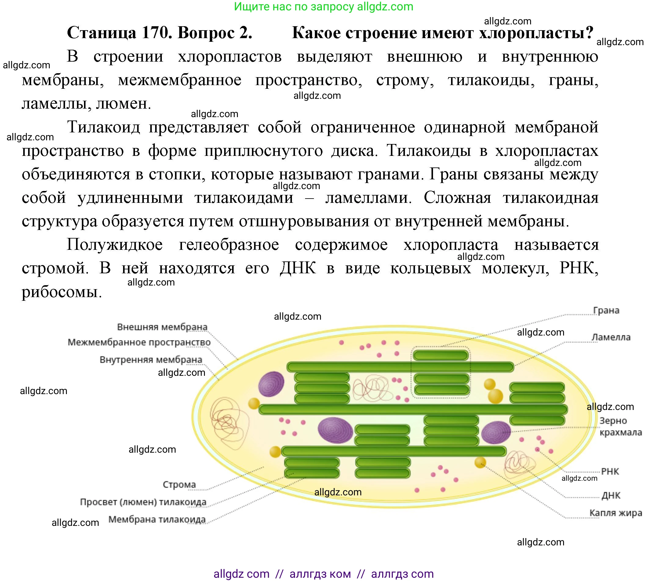 Биология, 10 класс Учебник, авторы: Пасечник Владимир Васильевич, Каменский Андрей Александрович, Рубцов Александр Михайлович, Швецов Глеб Геннадьевич, Абовян Леван Арташесович, Гапонюк Зоя Георгиевна, издательство Просвещение, Москва, 2024, коричневого цвета, Часть 1, страница 170, номер 2, Решение