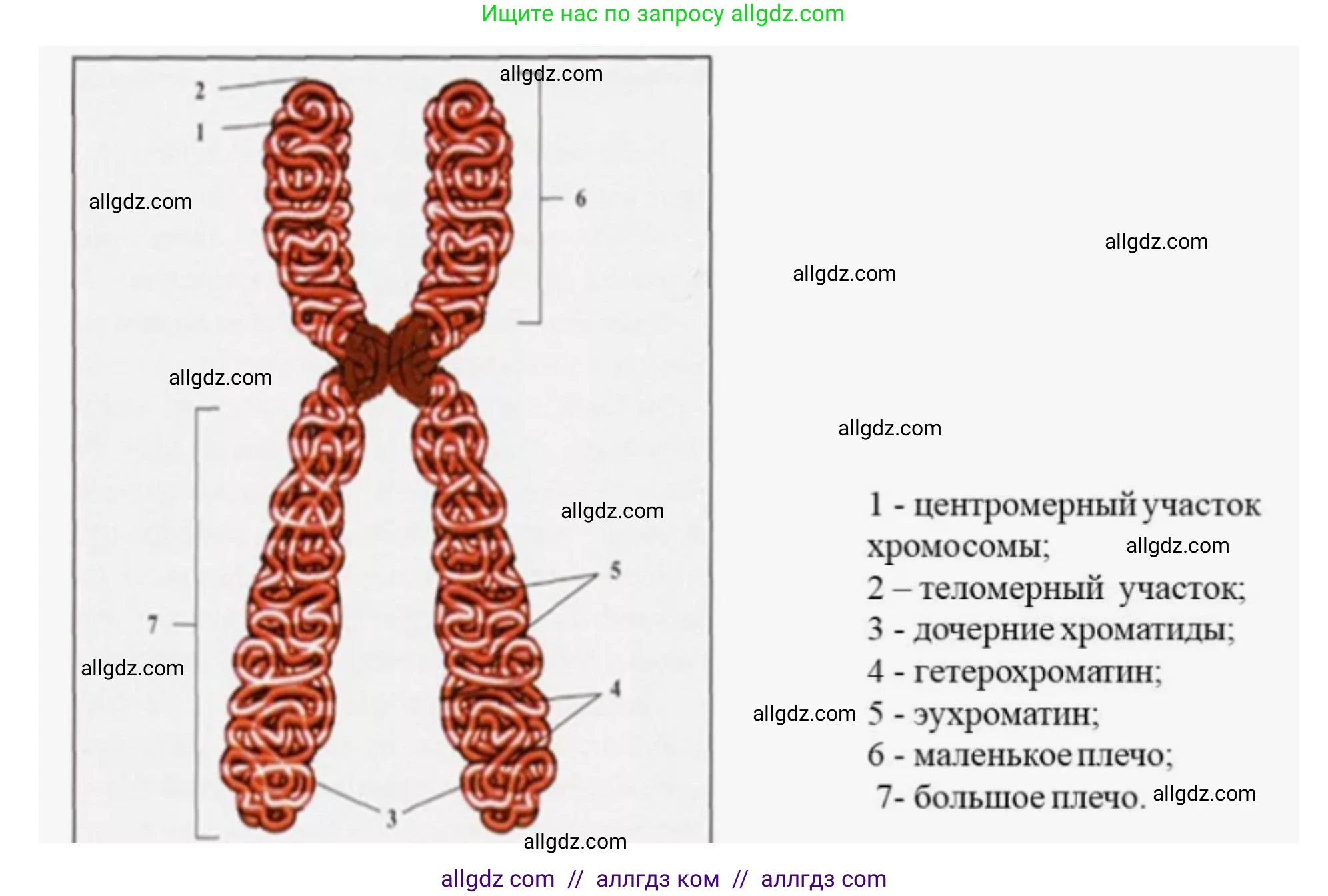 Биология, 10 класс Учебник, авторы: Пасечник Владимир Васильевич, Каменский Андрей Александрович, Рубцов Александр Михайлович, Швецов Глеб Геннадьевич, Абовян Леван Арташесович, Гапонюк Зоя Георгиевна, издательство Просвещение, Москва, 2024, коричневого цвета, Часть 1, страница 236, номер 5, Решение (продолжение 2)