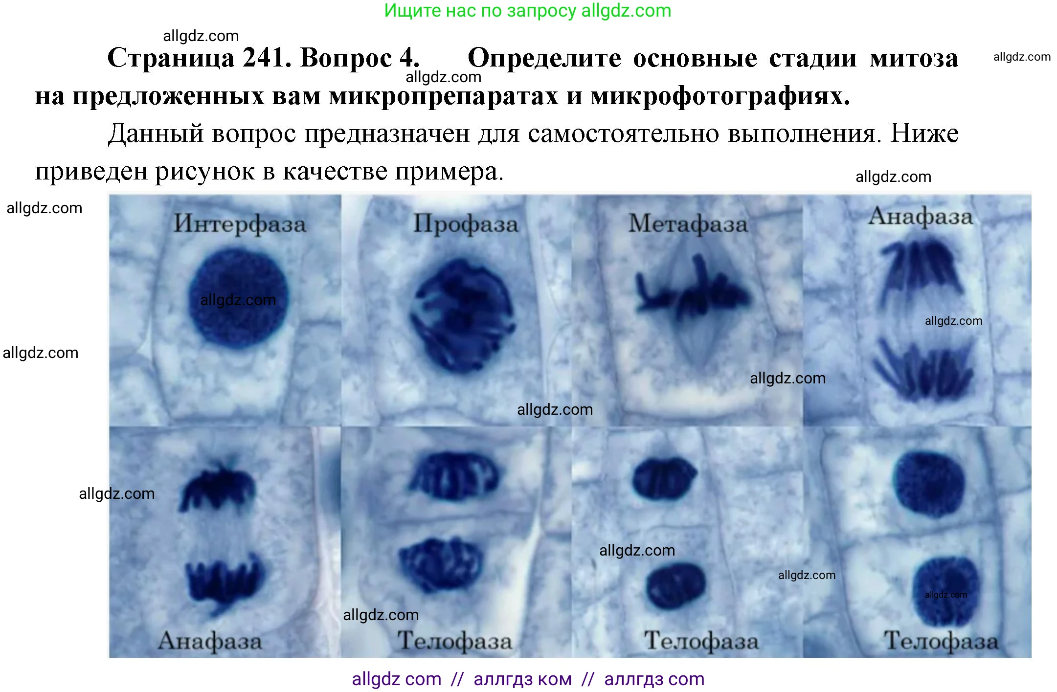 Биология, 10 класс Учебник, авторы: Пасечник Владимир Васильевич, Каменский Андрей Александрович, Рубцов Александр Михайлович, Швецов Глеб Геннадьевич, Абовян Леван Арташесович, Гапонюк Зоя Георгиевна, издательство Просвещение, Москва, 2024, коричневого цвета, Часть 1, страница 241, номер 4, Решение
