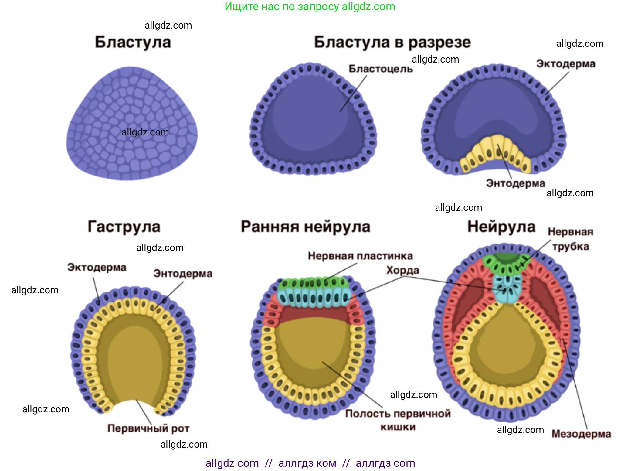 Биология, 10 класс Учебник, авторы: Пасечник Владимир Васильевич, Каменский Андрей Александрович, Рубцов Александр Михайлович, Швецов Глеб Геннадьевич, Абовян Леван Арташесович, Гапонюк Зоя Георгиевна, издательство Просвещение, Москва, 2024, коричневого цвета, Часть 2, страница 146, номер 10, Решение (продолжение 2)