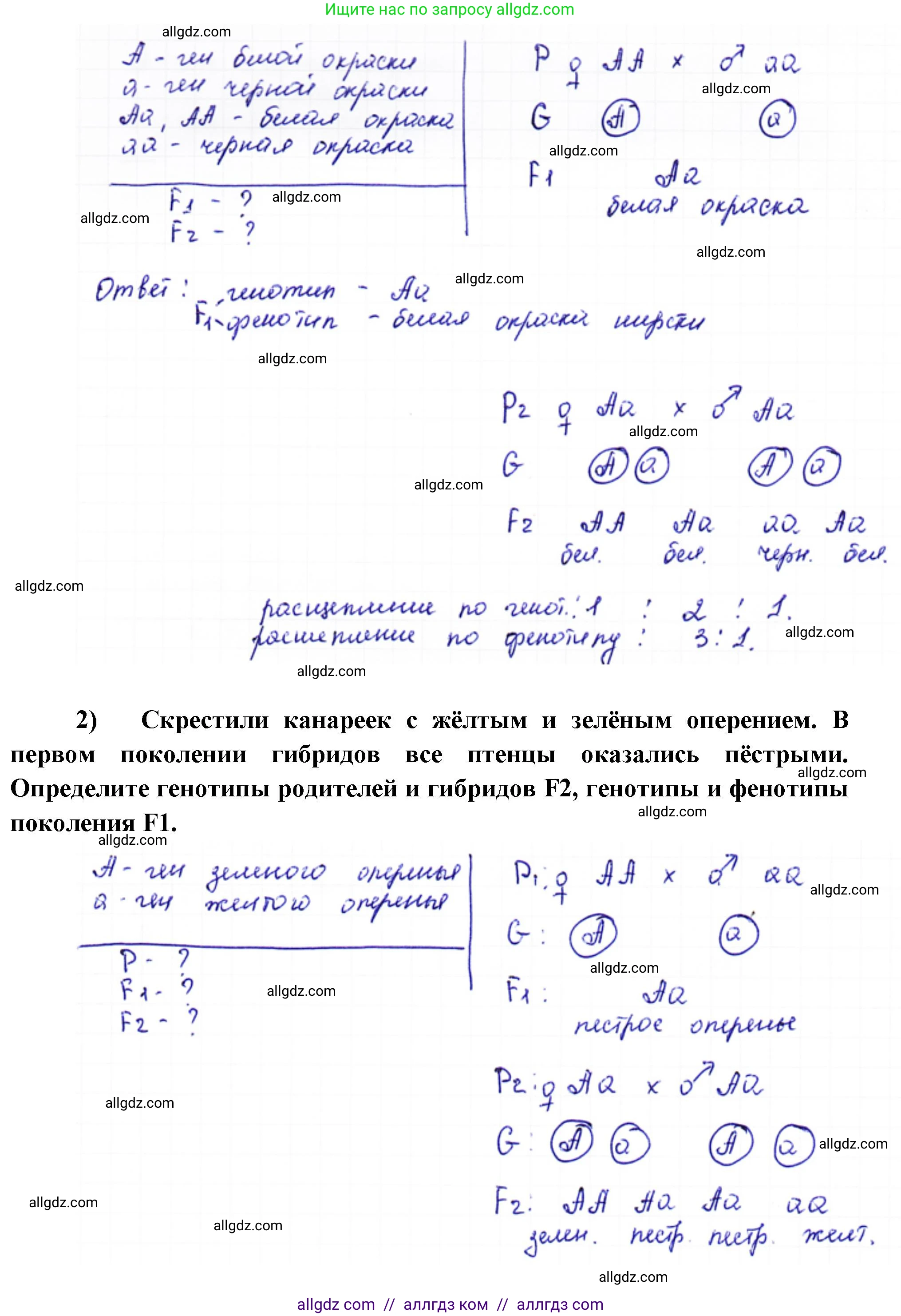 Биология, 10 класс Учебник, авторы: Пасечник Владимир Васильевич, Каменский Андрей Александрович, Рубцов Александр Михайлович, Швецов Глеб Геннадьевич, Абовян Леван Арташесович, Гапонюк Зоя Георгиевна, издательство Просвещение, Москва, 2024, коричневого цвета, Часть 2, страница 160, номер 6, Решение (продолжение 2)