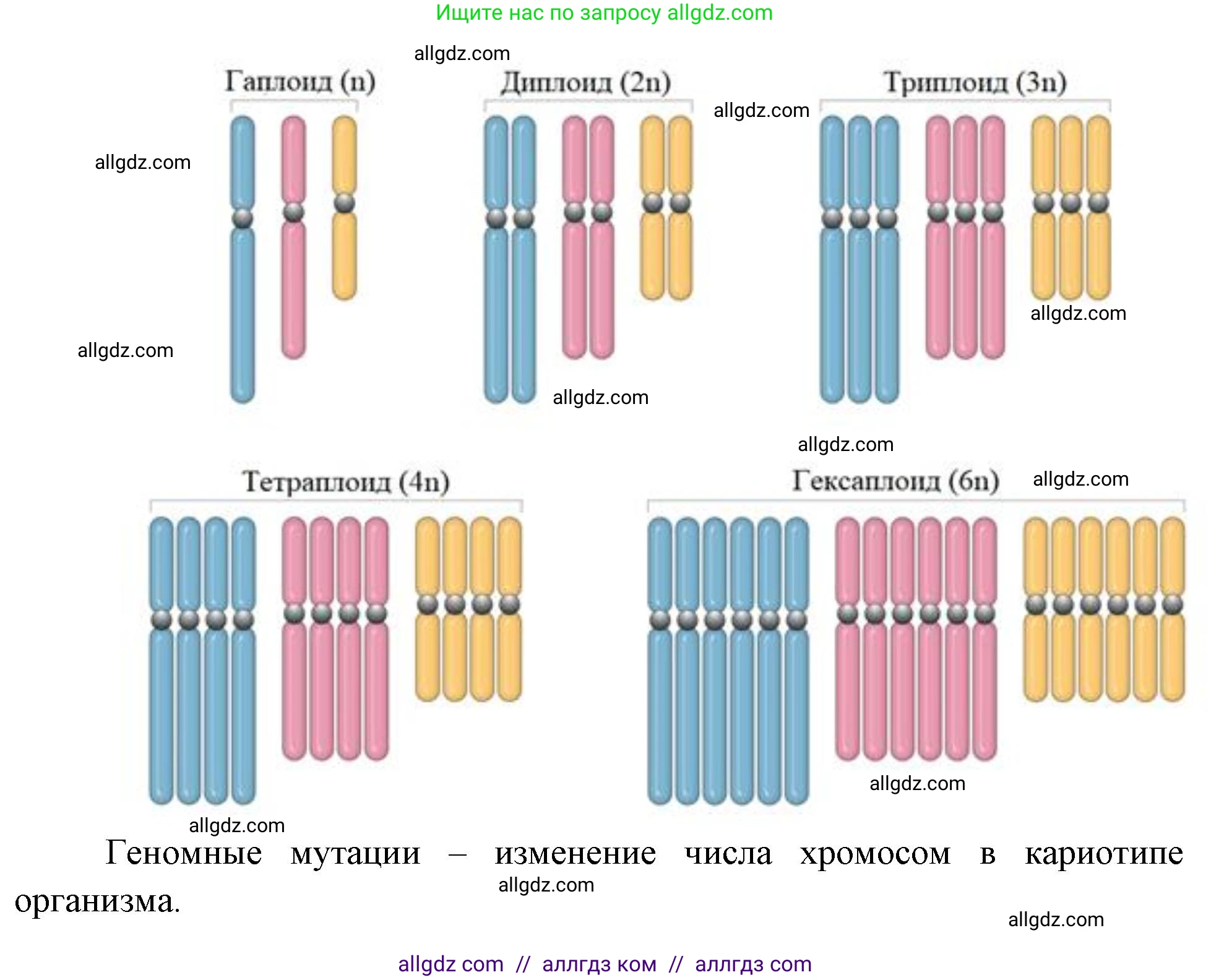 Биология, 10 класс Учебник, авторы: Пасечник Владимир Васильевич, Каменский Андрей Александрович, Рубцов Александр Михайлович, Швецов Глеб Геннадьевич, Абовян Леван Арташесович, Гапонюк Зоя Георгиевна, издательство Просвещение, Москва, 2024, коричневого цвета, Часть 2, страница 205, номер 3, Решение (продолжение 2)