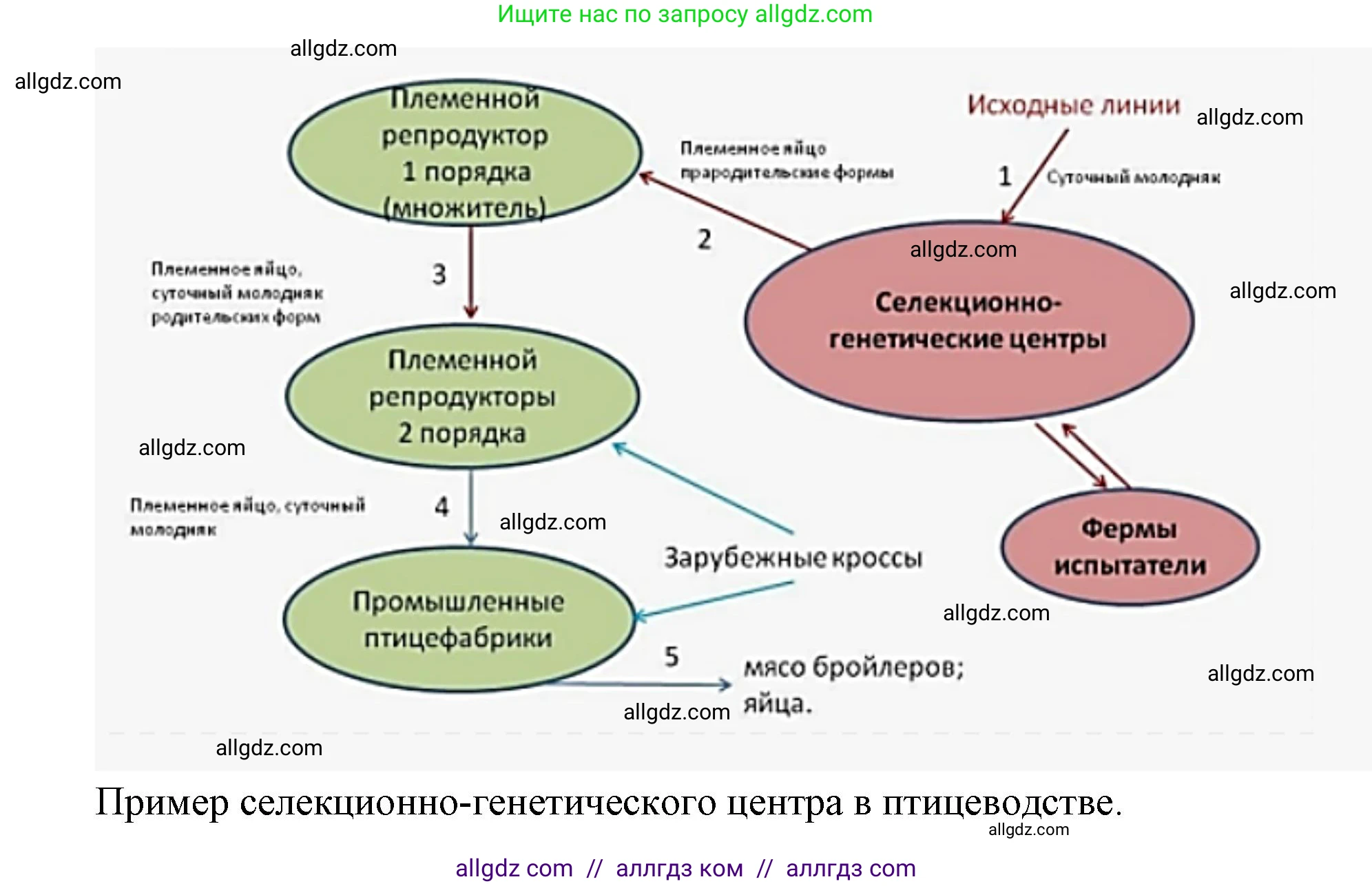 Биология, 10 класс Учебник, авторы: Пасечник Владимир Васильевич, Каменский Андрей Александрович, Рубцов Александр Михайлович, Швецов Глеб Геннадьевич, Абовян Леван Арташесович, Гапонюк Зоя Георгиевна, издательство Просвещение, Москва, 2024, коричневого цвета, Часть 2, страница 254, номер 12, Решение (продолжение 2)