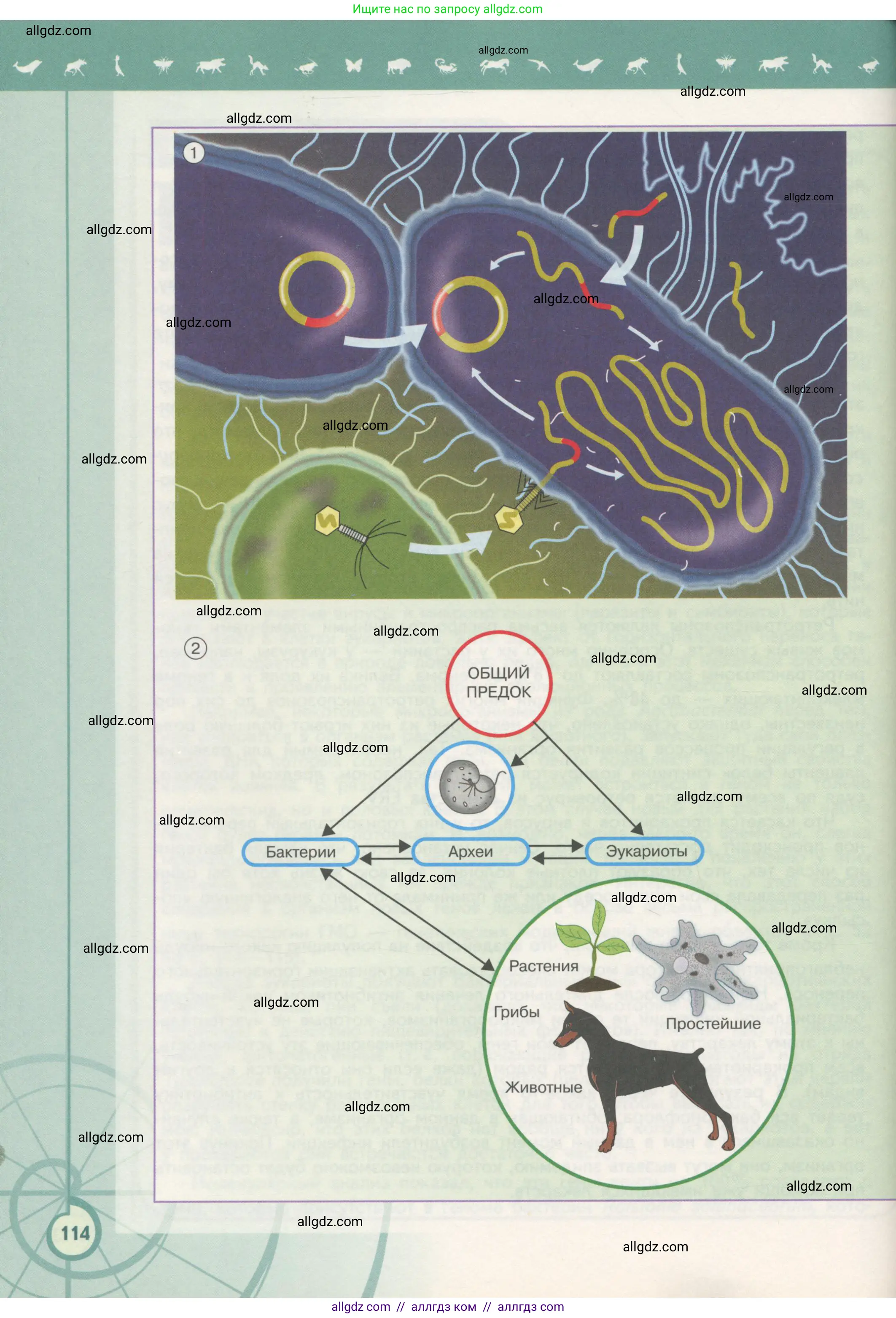 Биология, 11 класс Учебник, авторы: Пасечник Владимир Васильевич, Каменский Андрей Александрович, Рубцов Александр Михайлович, Швецов Глеб Геннадьевич, Гапонюк Зоя Георгиевна, издательство Просвещение, Москва, 2018, страница 114