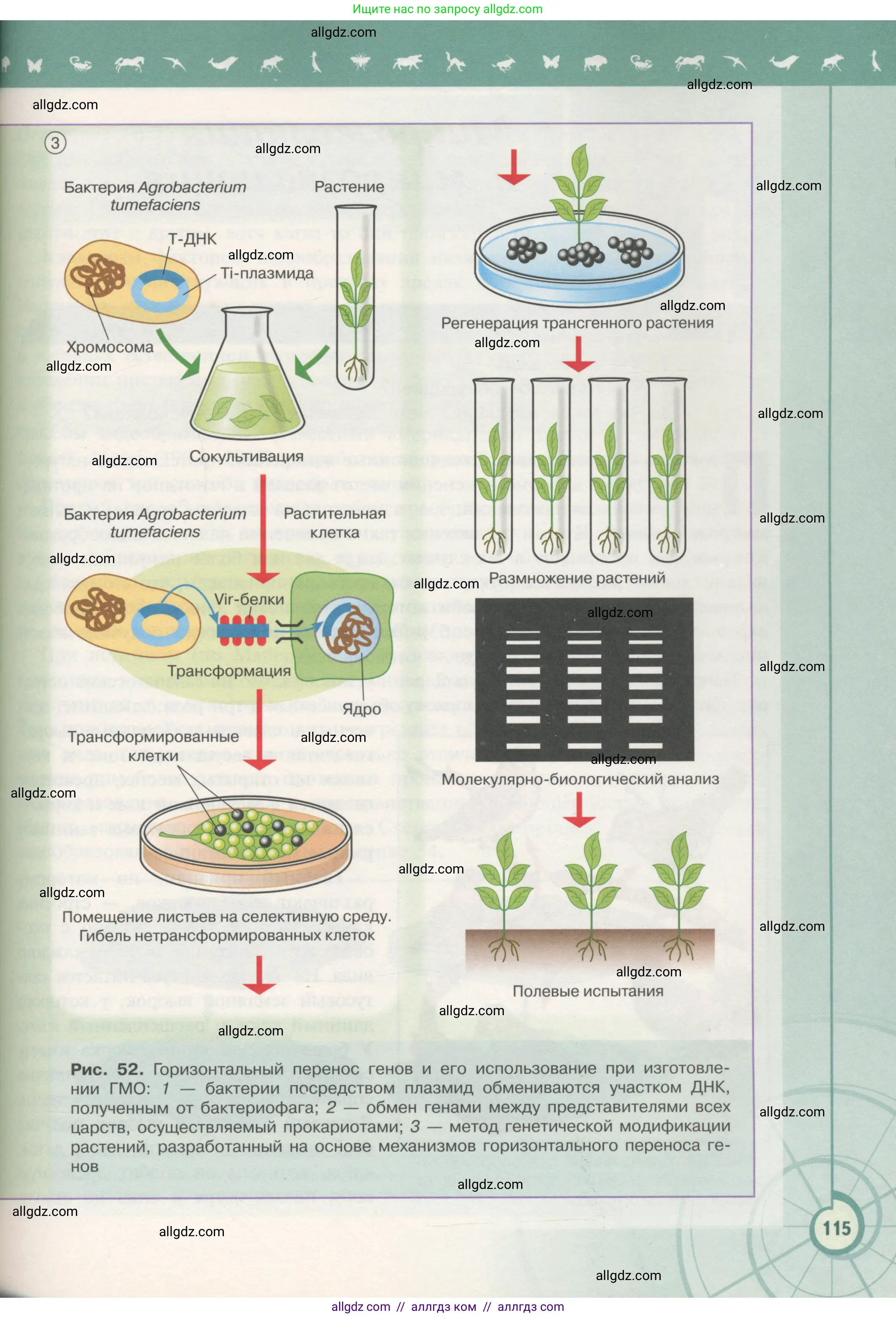 Биология, 11 класс Учебник, авторы: Пасечник Владимир Васильевич, Каменский Андрей Александрович, Рубцов Александр Михайлович, Швецов Глеб Геннадьевич, Гапонюк Зоя Георгиевна, издательство Просвещение, Москва, 2018, страница 115