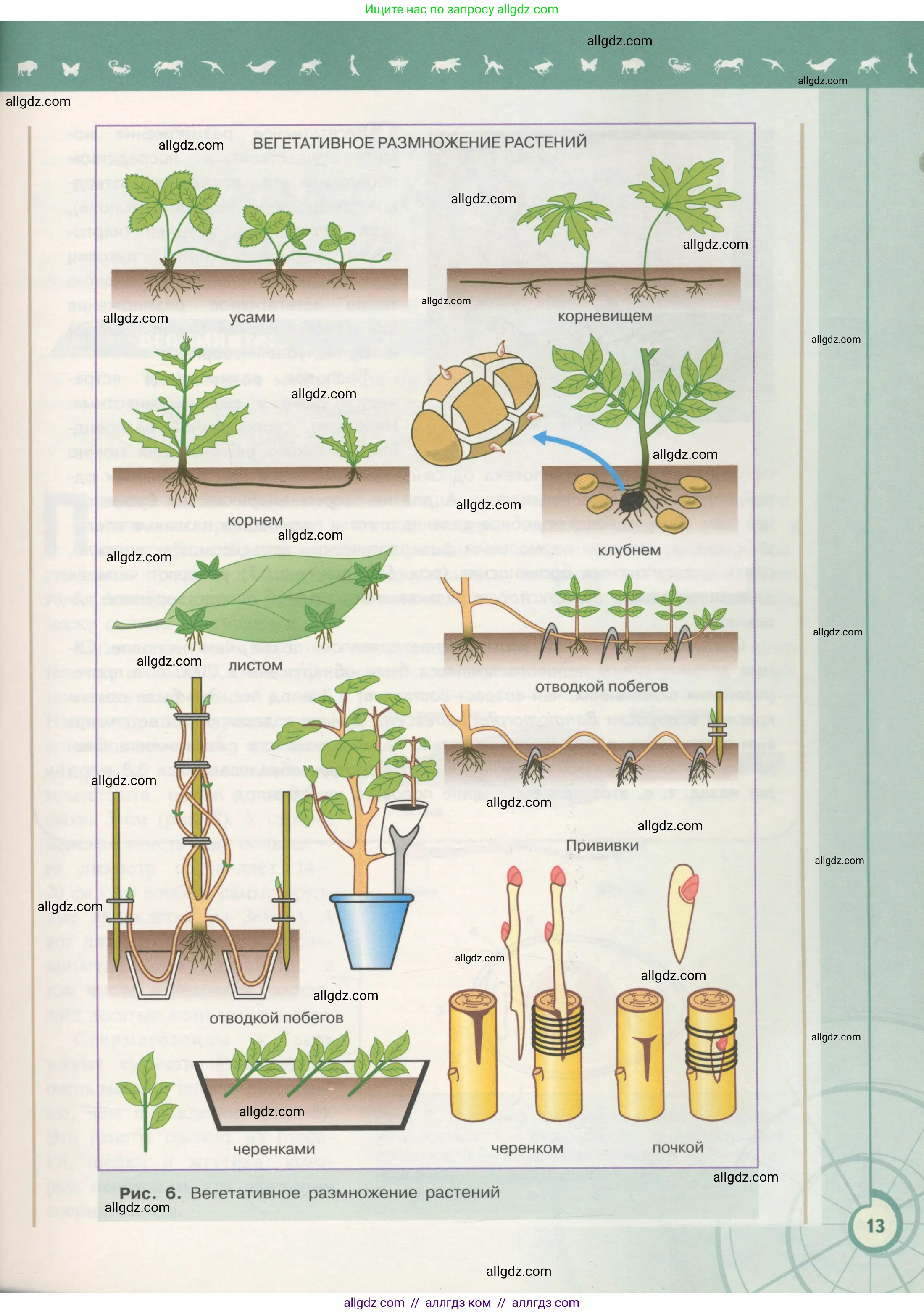 Биология, 11 класс Учебник, авторы: Пасечник Владимир Васильевич, Каменский Андрей Александрович, Рубцов Александр Михайлович, Швецов Глеб Геннадьевич, Гапонюк Зоя Георгиевна, издательство Просвещение, Москва, 2018, страница 13