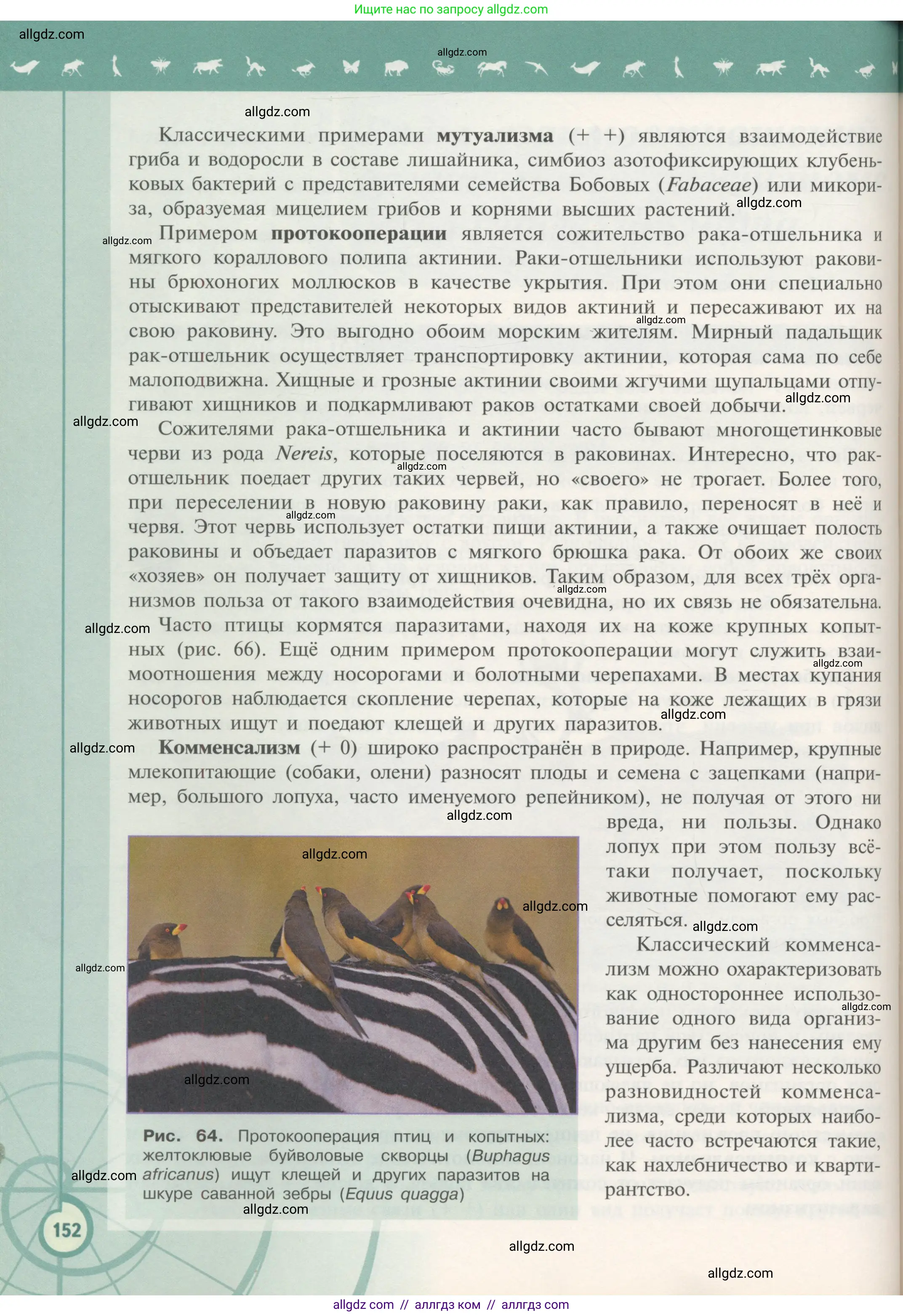 Биология, 11 класс Учебник, авторы: Пасечник Владимир Васильевич, Каменский Андрей Александрович, Рубцов Александр Михайлович, Швецов Глеб Геннадьевич, Гапонюк Зоя Георгиевна, издательство Просвещение, Москва, 2018, страница 152