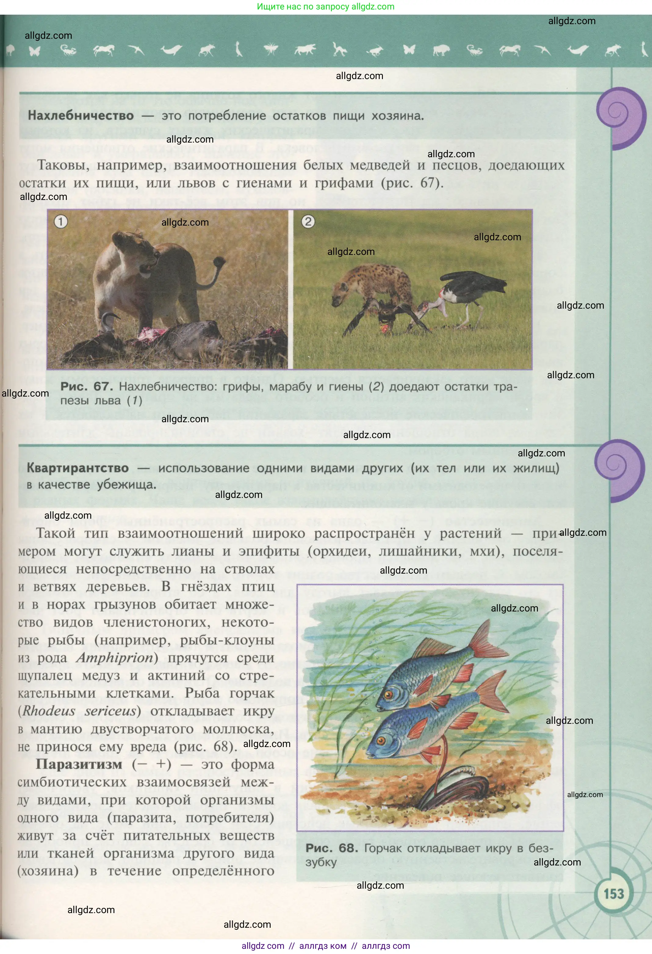 Биология, 11 класс Учебник, авторы: Пасечник Владимир Васильевич, Каменский Андрей Александрович, Рубцов Александр Михайлович, Швецов Глеб Геннадьевич, Гапонюк Зоя Георгиевна, издательство Просвещение, Москва, 2018, страница 153