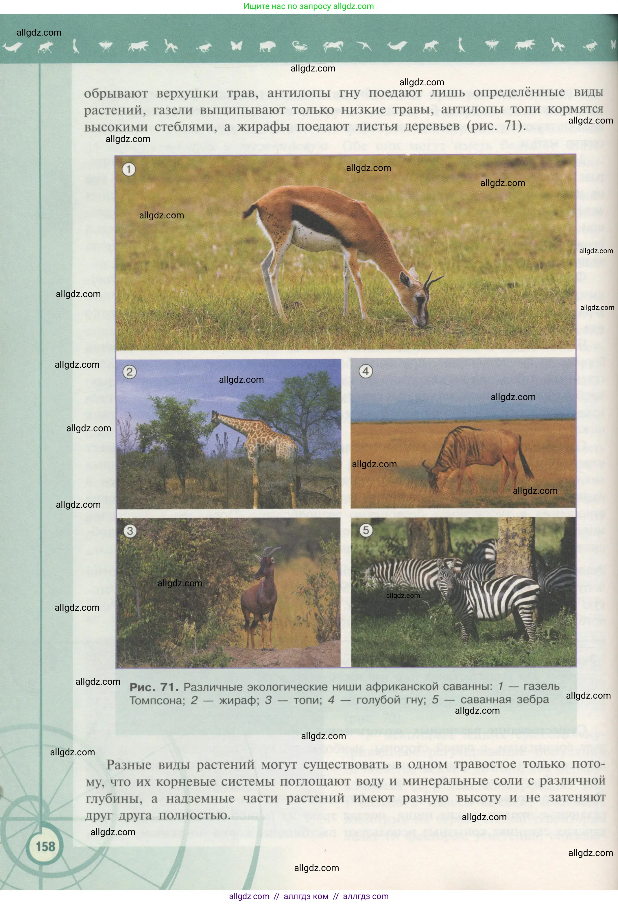 Биология, 11 класс Учебник, авторы: Пасечник Владимир Васильевич, Каменский Андрей Александрович, Рубцов Александр Михайлович, Швецов Глеб Геннадьевич, Гапонюк Зоя Георгиевна, издательство Просвещение, Москва, 2018, страница 158