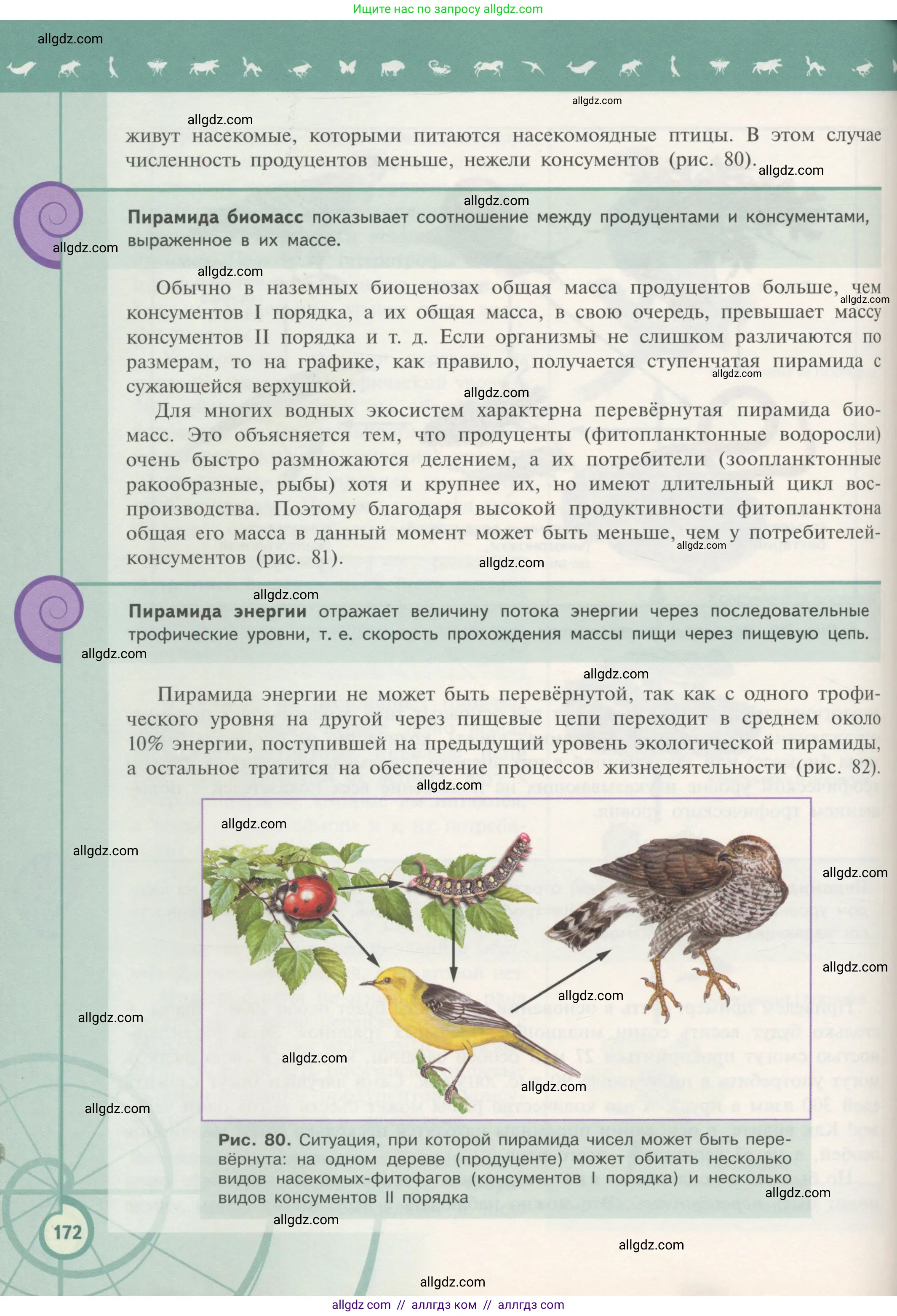 Биология, 11 класс Учебник, авторы: Пасечник Владимир Васильевич, Каменский Андрей Александрович, Рубцов Александр Михайлович, Швецов Глеб Геннадьевич, Гапонюк Зоя Георгиевна, издательство Просвещение, Москва, 2018, страница 172