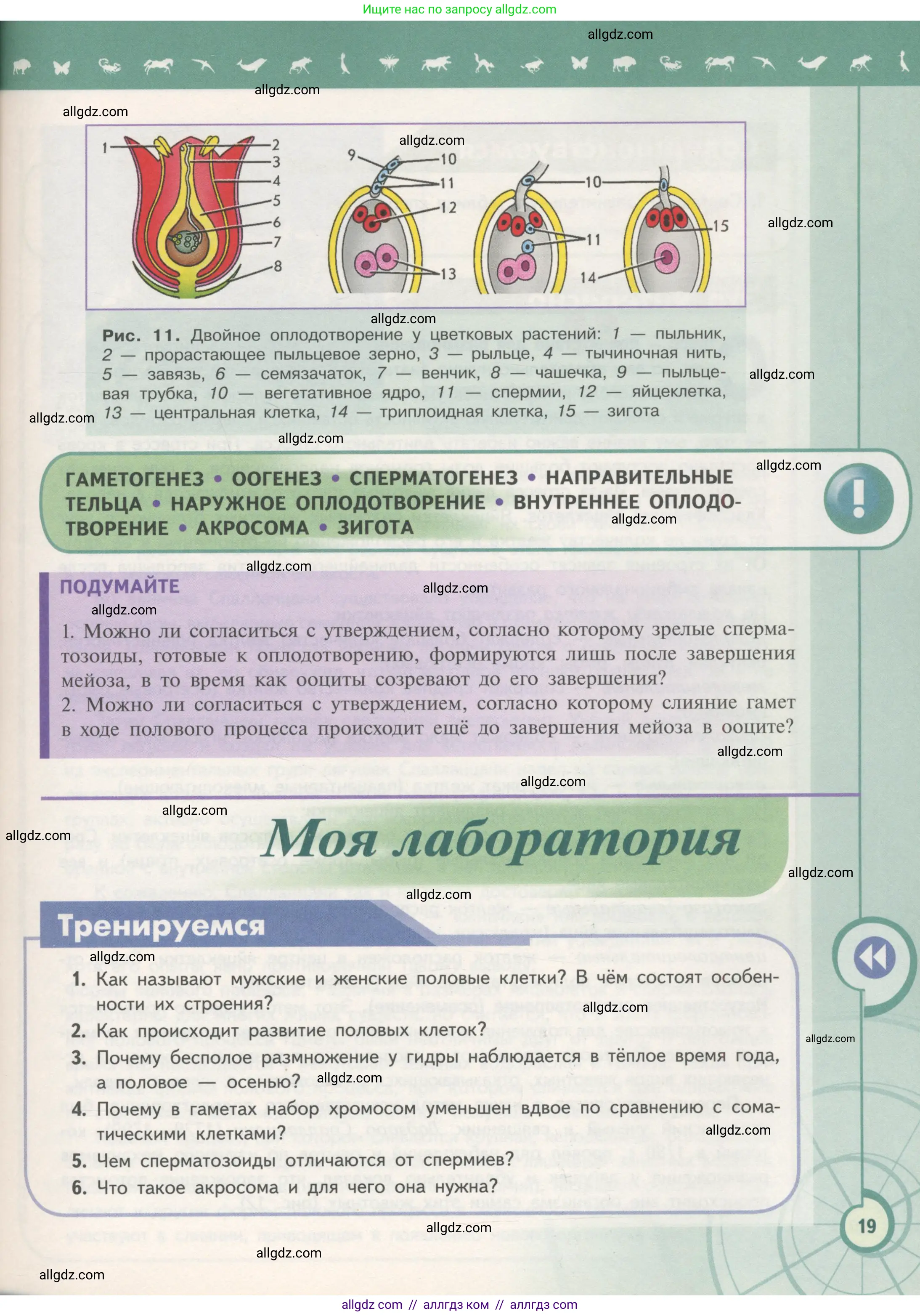 Биология, 11 класс Учебник, авторы: Пасечник Владимир Васильевич, Каменский Андрей Александрович, Рубцов Александр Михайлович, Швецов Глеб Геннадьевич, Гапонюк Зоя Георгиевна, издательство Просвещение, Москва, 2018, страница 19
