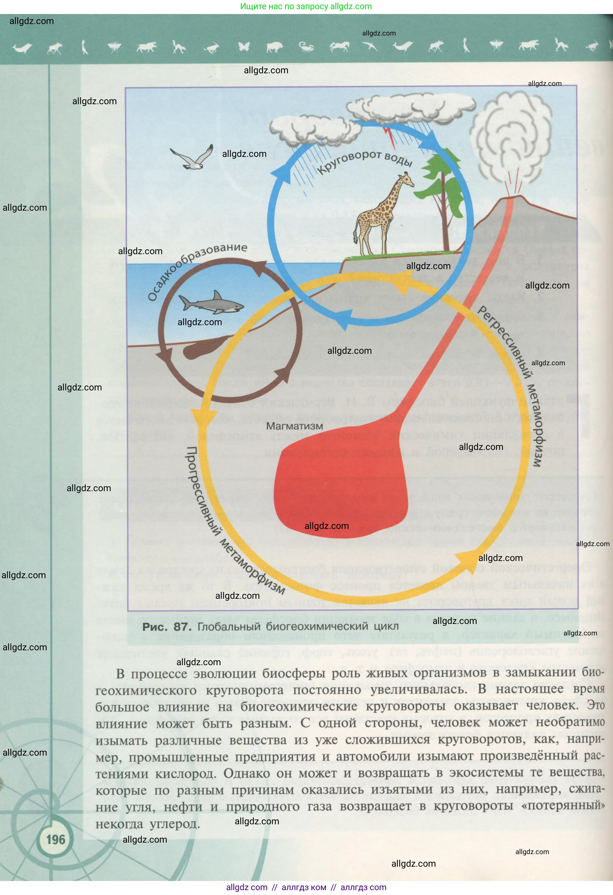 Биология, 11 класс Учебник, авторы: Пасечник Владимир Васильевич, Каменский Андрей Александрович, Рубцов Александр Михайлович, Швецов Глеб Геннадьевич, Гапонюк Зоя Георгиевна, издательство Просвещение, Москва, 2018, страница 196