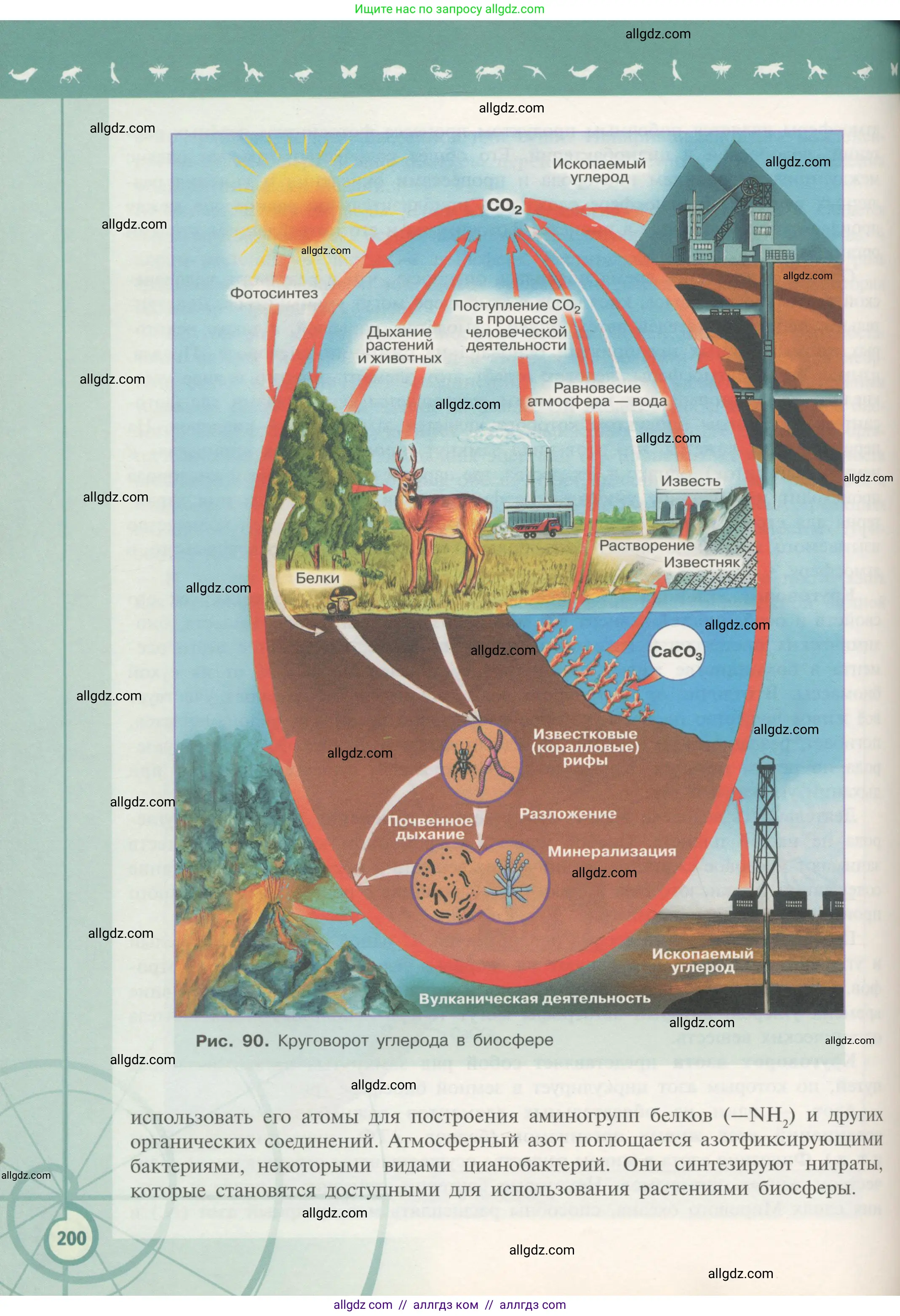 Биология, 11 класс Учебник, авторы: Пасечник Владимир Васильевич, Каменский Андрей Александрович, Рубцов Александр Михайлович, Швецов Глеб Геннадьевич, Гапонюк Зоя Георгиевна, издательство Просвещение, Москва, 2018, страница 200