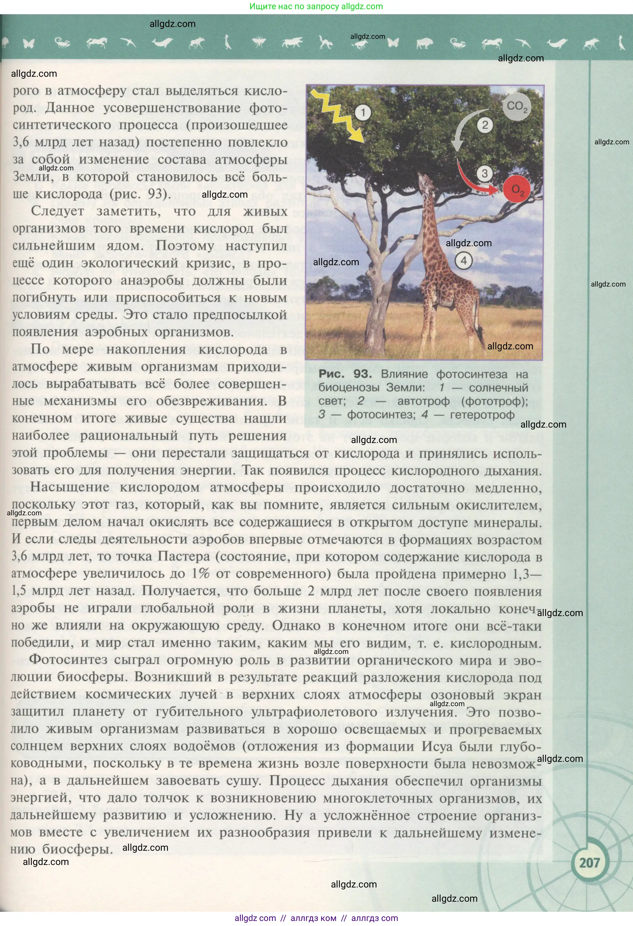 Биология, 11 класс Учебник, авторы: Пасечник Владимир Васильевич, Каменский Андрей Александрович, Рубцов Александр Михайлович, Швецов Глеб Геннадьевич, Гапонюк Зоя Георгиевна, издательство Просвещение, Москва, 2018, страница 207
