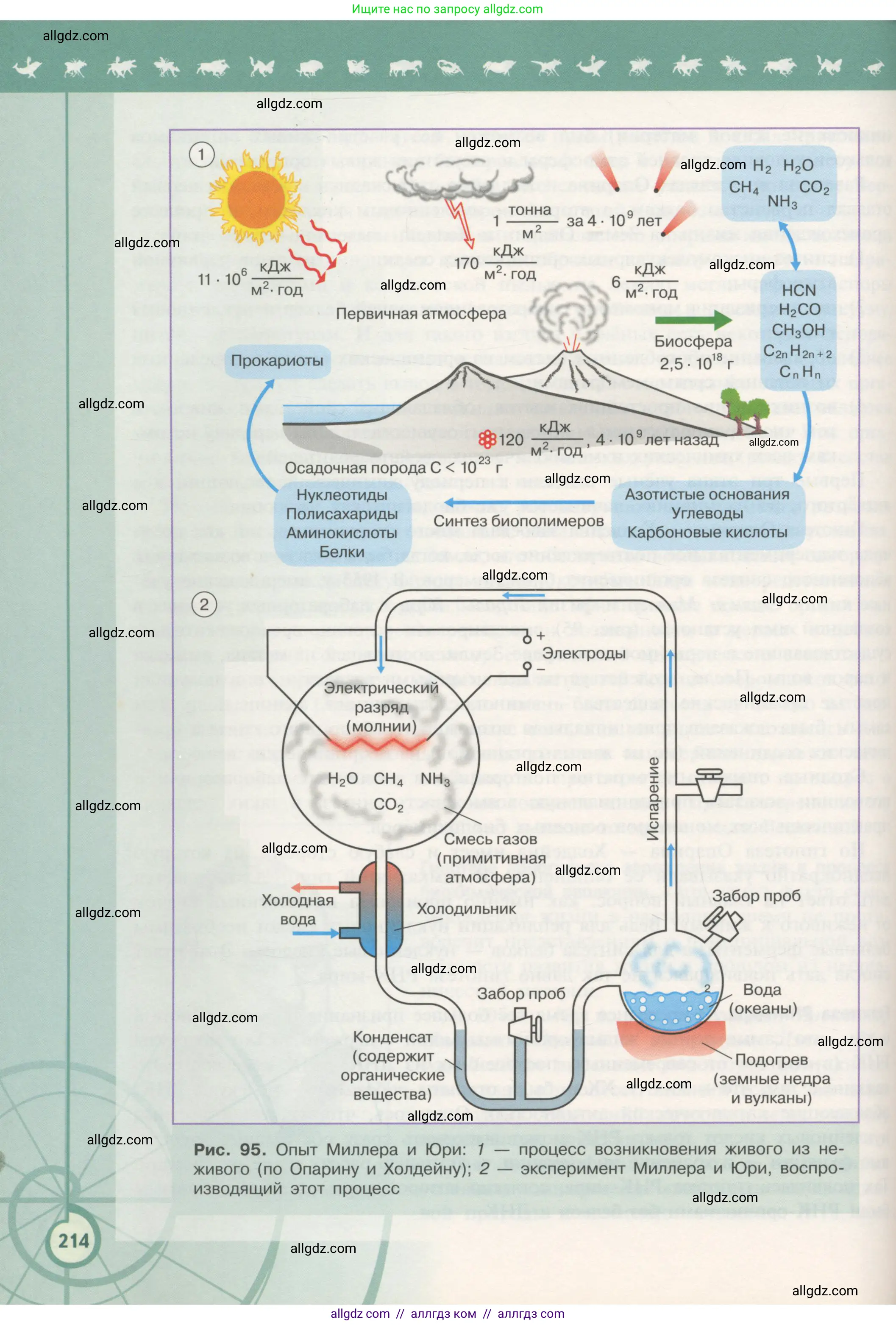Биология, 11 класс Учебник, авторы: Пасечник Владимир Васильевич, Каменский Андрей Александрович, Рубцов Александр Михайлович, Швецов Глеб Геннадьевич, Гапонюк Зоя Георгиевна, издательство Просвещение, Москва, 2018, страница 214