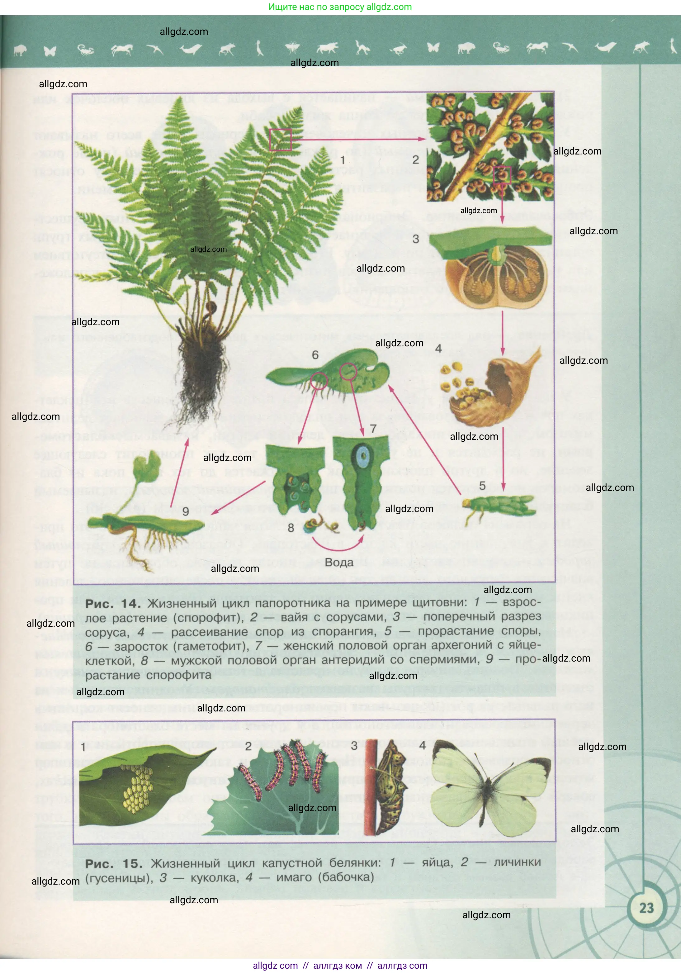 Биология, 11 класс Учебник, авторы: Пасечник Владимир Васильевич, Каменский Андрей Александрович, Рубцов Александр Михайлович, Швецов Глеб Геннадьевич, Гапонюк Зоя Георгиевна, издательство Просвещение, Москва, 2018, страница 23