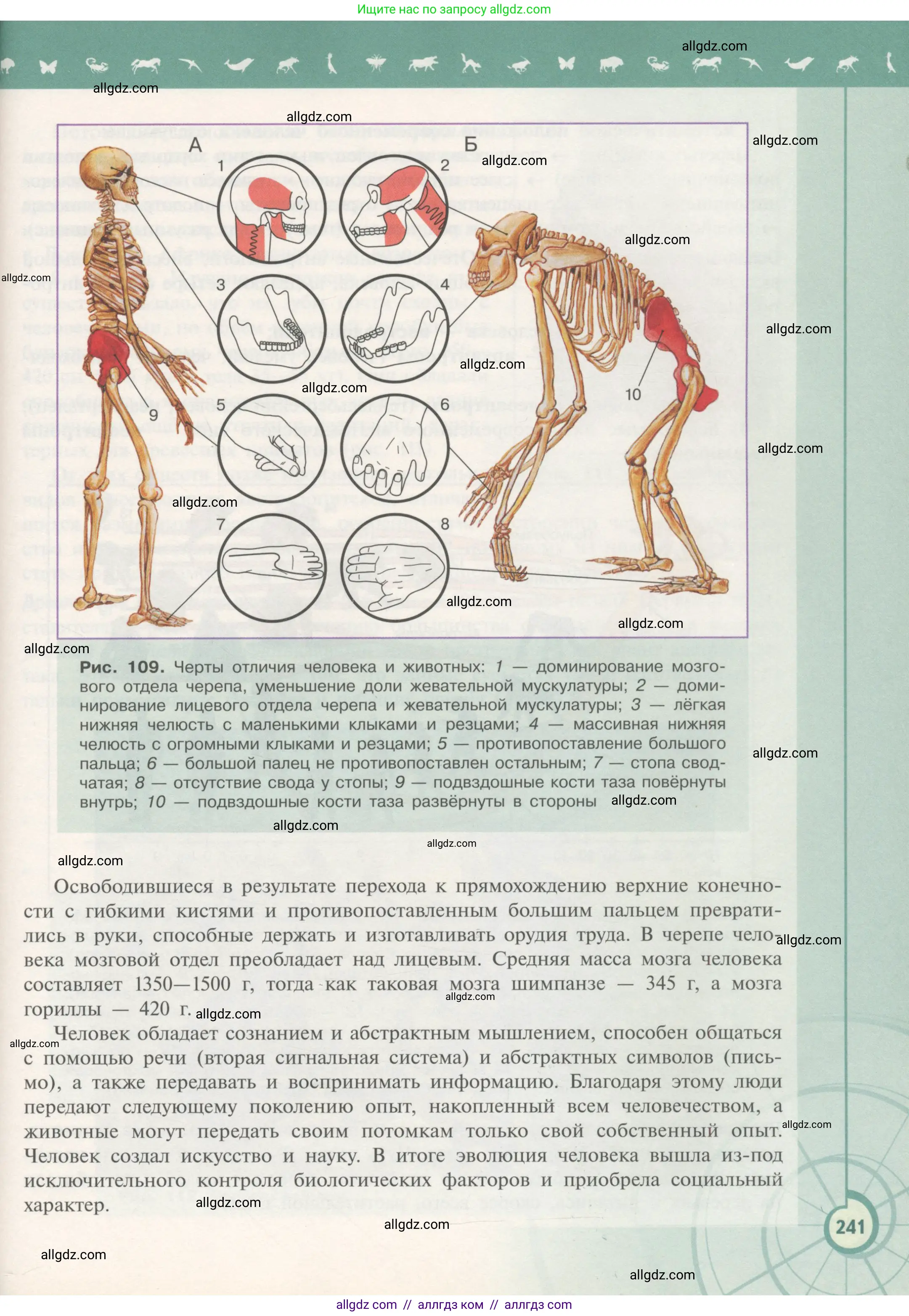 Биология, 11 класс Учебник, авторы: Пасечник Владимир Васильевич, Каменский Андрей Александрович, Рубцов Александр Михайлович, Швецов Глеб Геннадьевич, Гапонюк Зоя Георгиевна, издательство Просвещение, Москва, 2018, страница 241