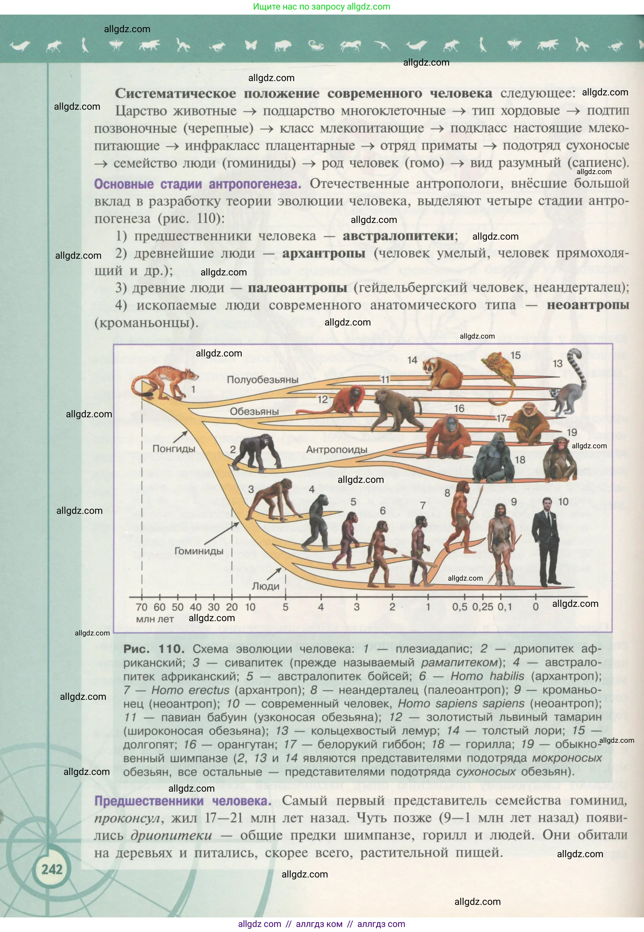 Биология, 11 класс Учебник, авторы: Пасечник Владимир Васильевич, Каменский Андрей Александрович, Рубцов Александр Михайлович, Швецов Глеб Геннадьевич, Гапонюк Зоя Георгиевна, издательство Просвещение, Москва, 2018, страница 242