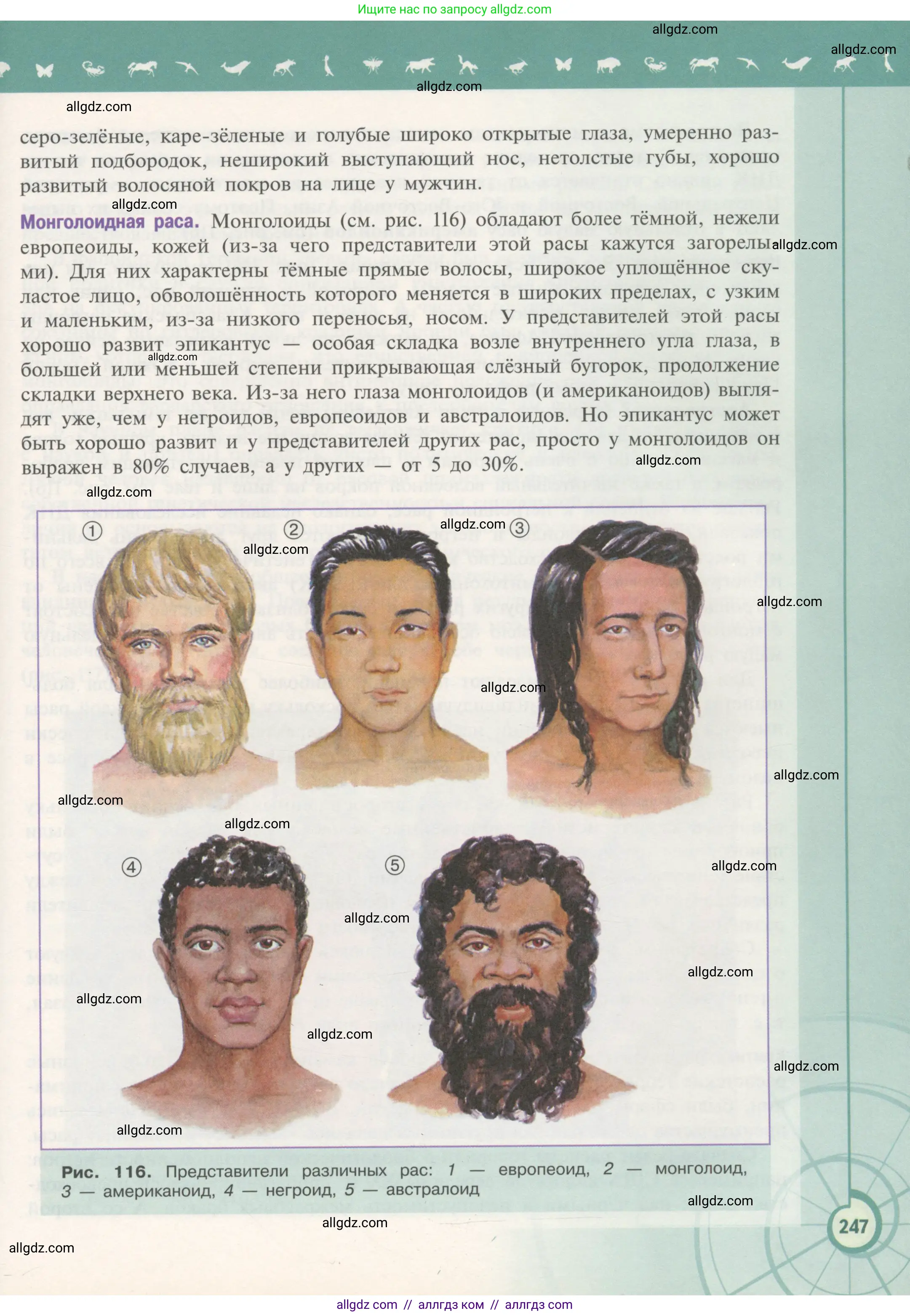 Биология, 11 класс Учебник, авторы: Пасечник Владимир Васильевич, Каменский Андрей Александрович, Рубцов Александр Михайлович, Швецов Глеб Геннадьевич, Гапонюк Зоя Георгиевна, издательство Просвещение, Москва, 2018, страница 247