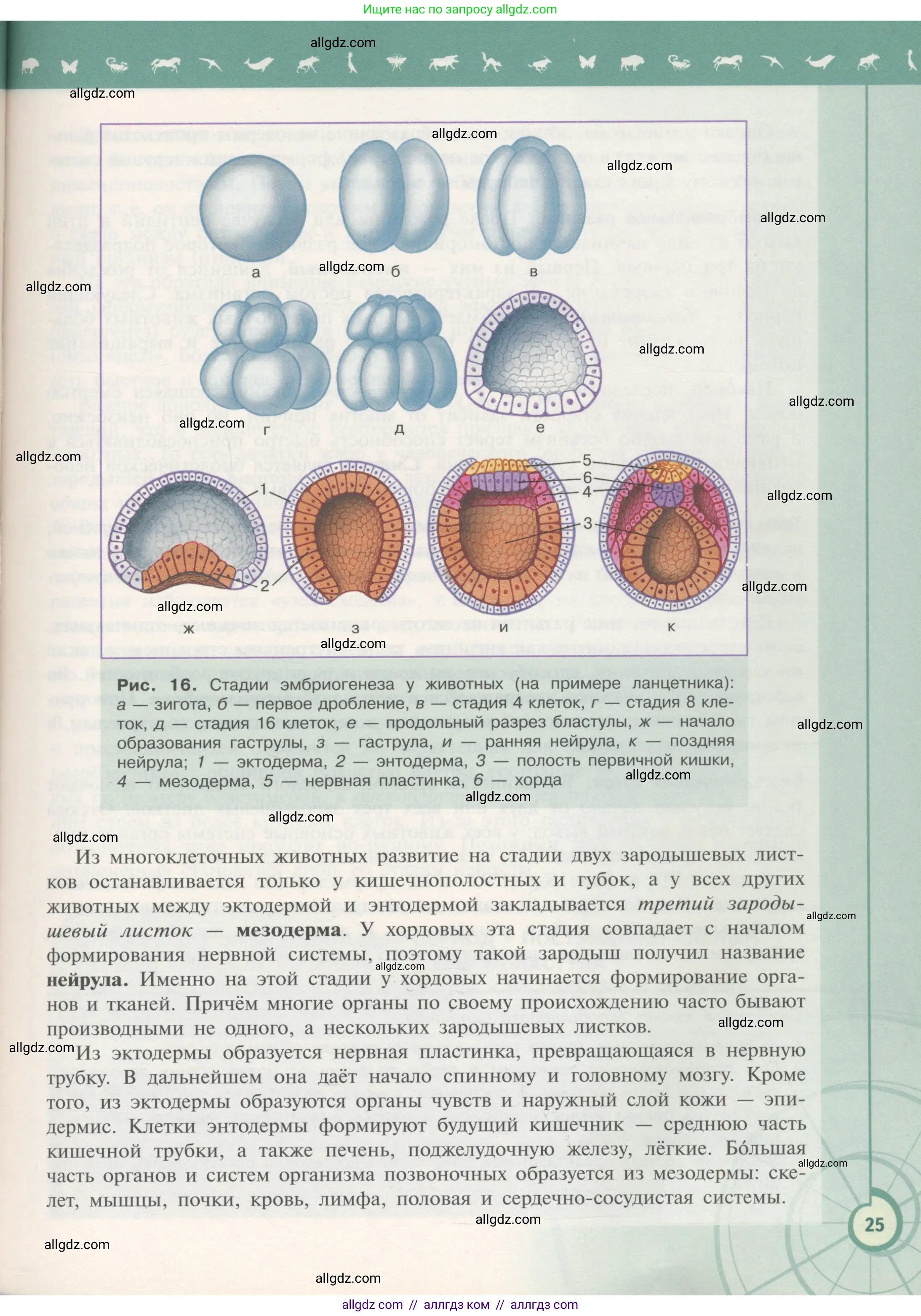 Биология, 11 класс Учебник, авторы: Пасечник Владимир Васильевич, Каменский Андрей Александрович, Рубцов Александр Михайлович, Швецов Глеб Геннадьевич, Гапонюк Зоя Георгиевна, издательство Просвещение, Москва, 2018, страница 25