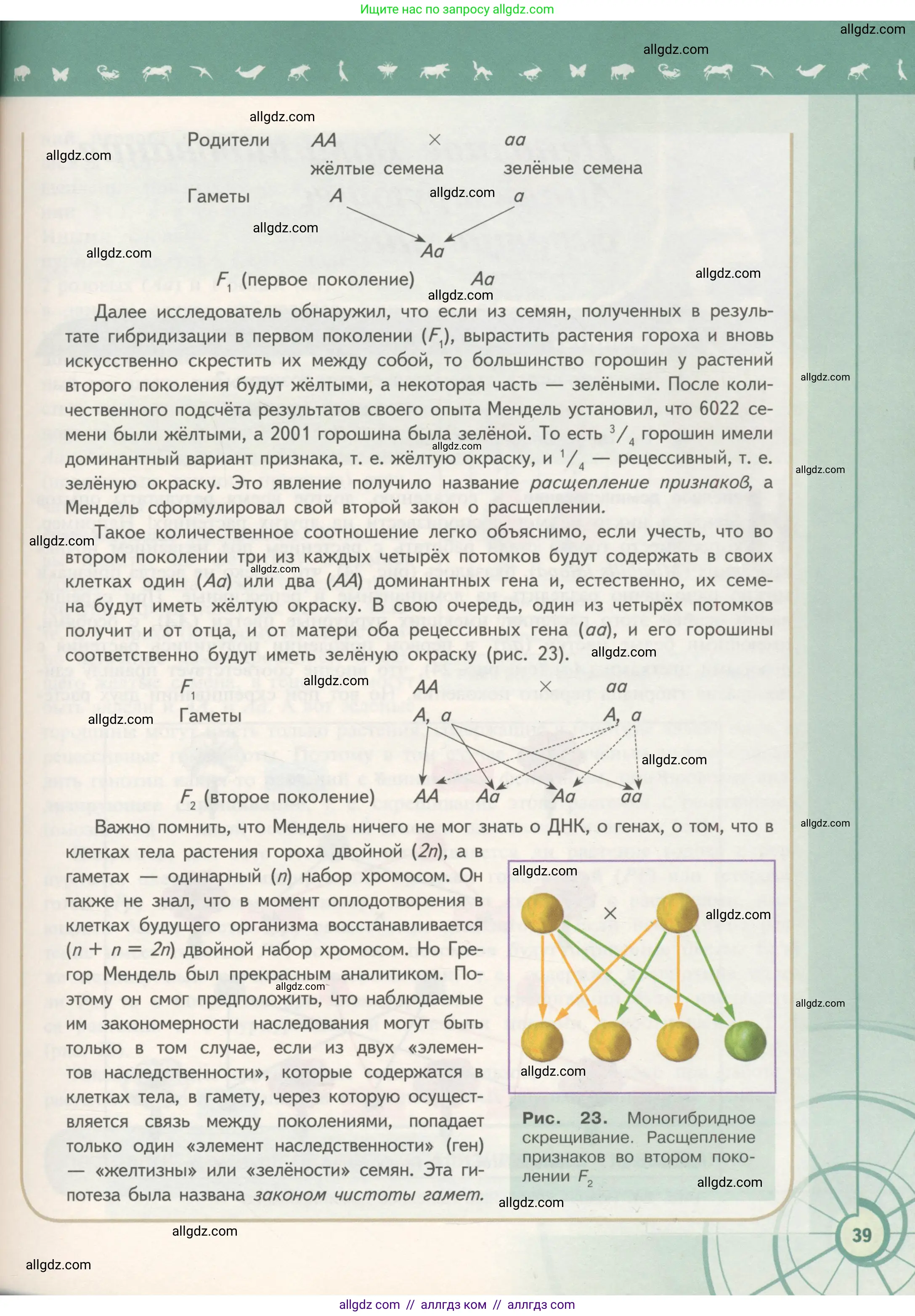 Биология, 11 класс Учебник, авторы: Пасечник Владимир Васильевич, Каменский Андрей Александрович, Рубцов Александр Михайлович, Швецов Глеб Геннадьевич, Гапонюк Зоя Георгиевна, издательство Просвещение, Москва, 2018, страница 39