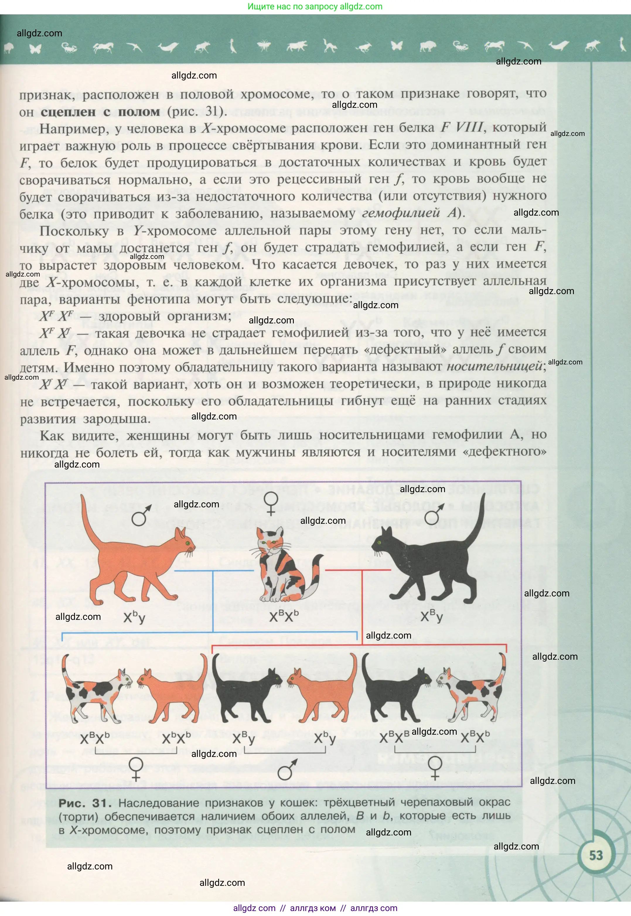 Биология, 11 класс Учебник, авторы: Пасечник Владимир Васильевич, Каменский Андрей Александрович, Рубцов Александр Михайлович, Швецов Глеб Геннадьевич, Гапонюк Зоя Георгиевна, издательство Просвещение, Москва, 2018, страница 53