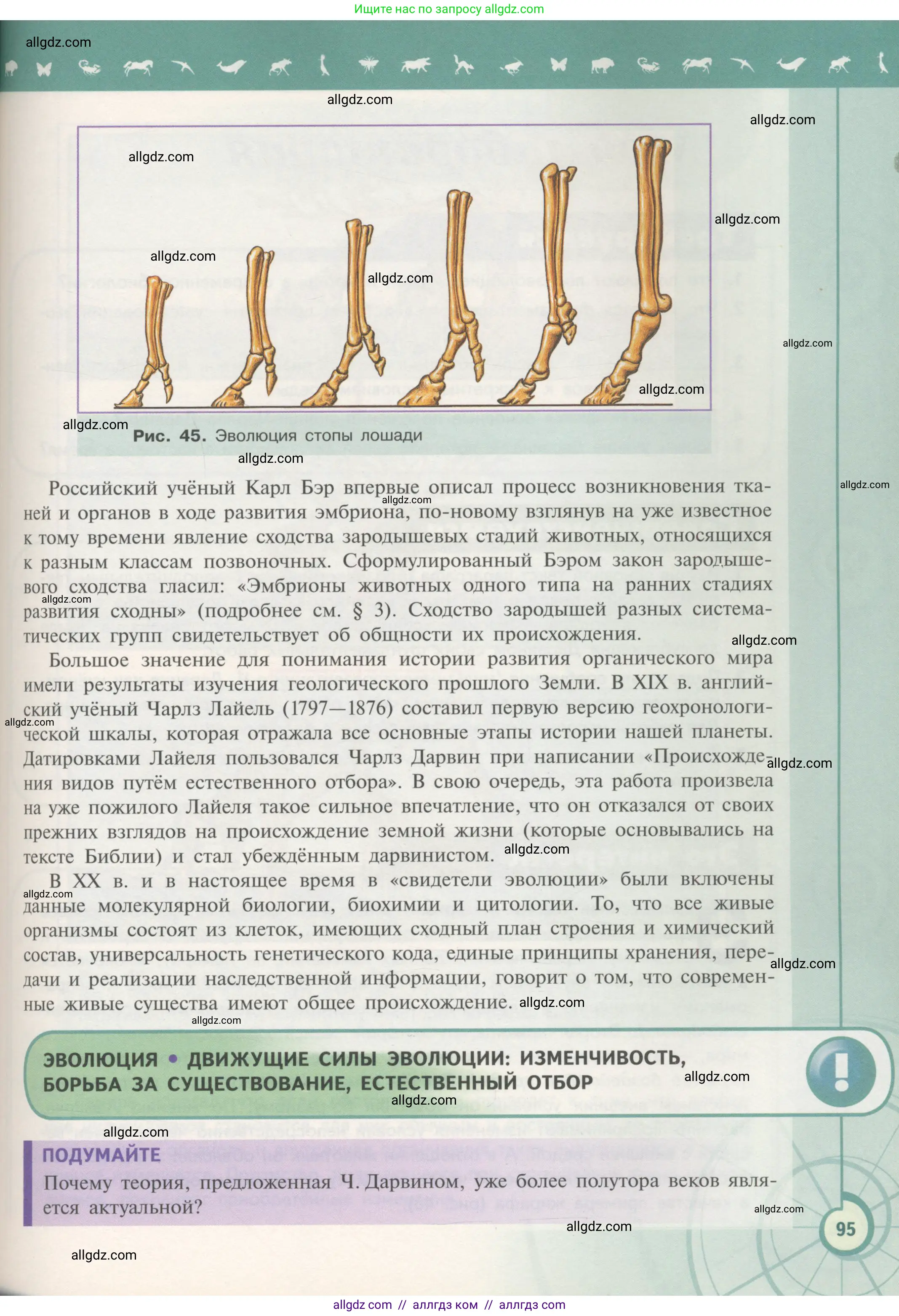 Биология, 11 класс Учебник, авторы: Пасечник Владимир Васильевич, Каменский Андрей Александрович, Рубцов Александр Михайлович, Швецов Глеб Геннадьевич, Гапонюк Зоя Георгиевна, издательство Просвещение, Москва, 2018, страница 95