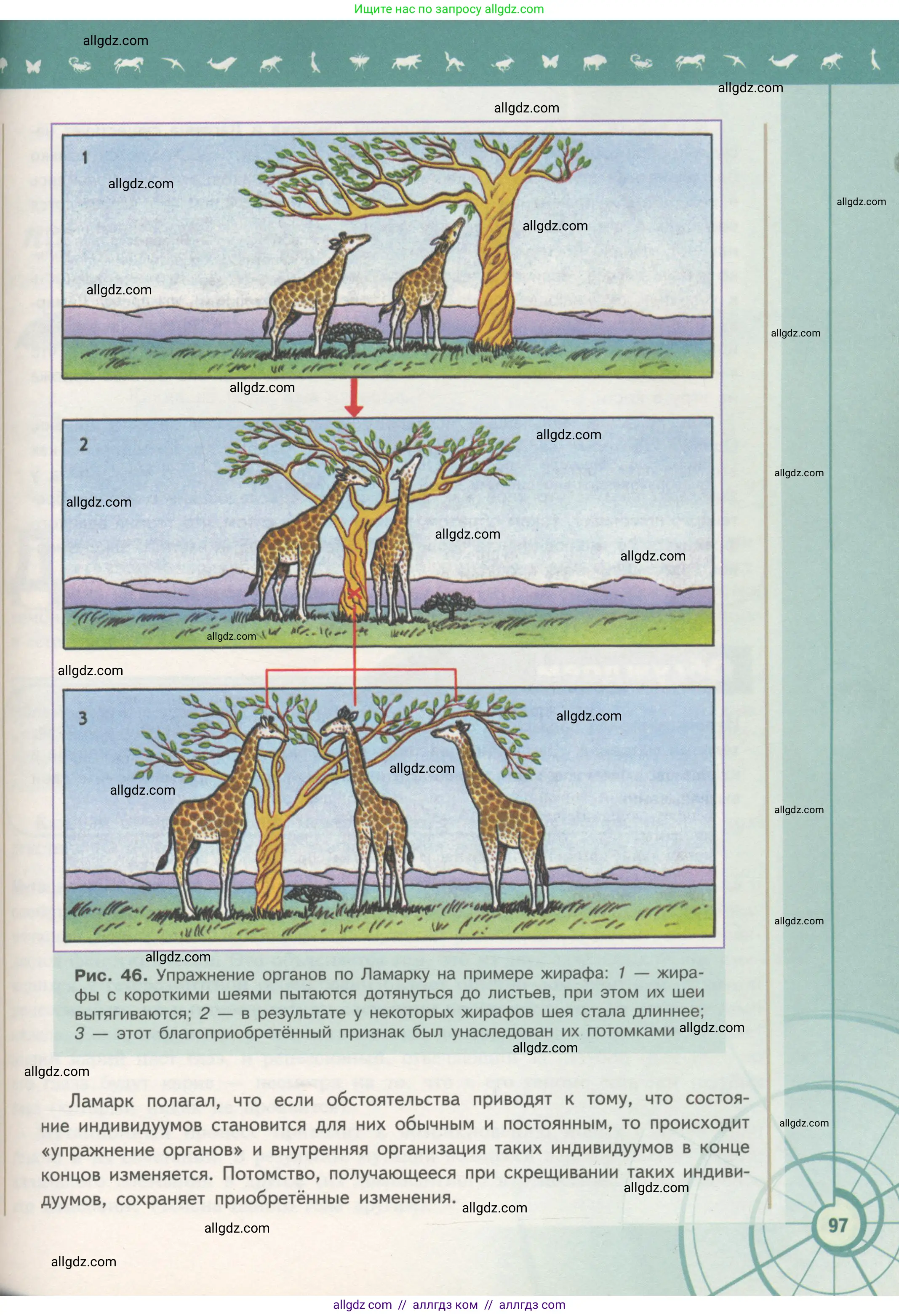 Биология, 11 класс Учебник, авторы: Пасечник Владимир Васильевич, Каменский Андрей Александрович, Рубцов Александр Михайлович, Швецов Глеб Геннадьевич, Гапонюк Зоя Георгиевна, издательство Просвещение, Москва, 2018, страница 97