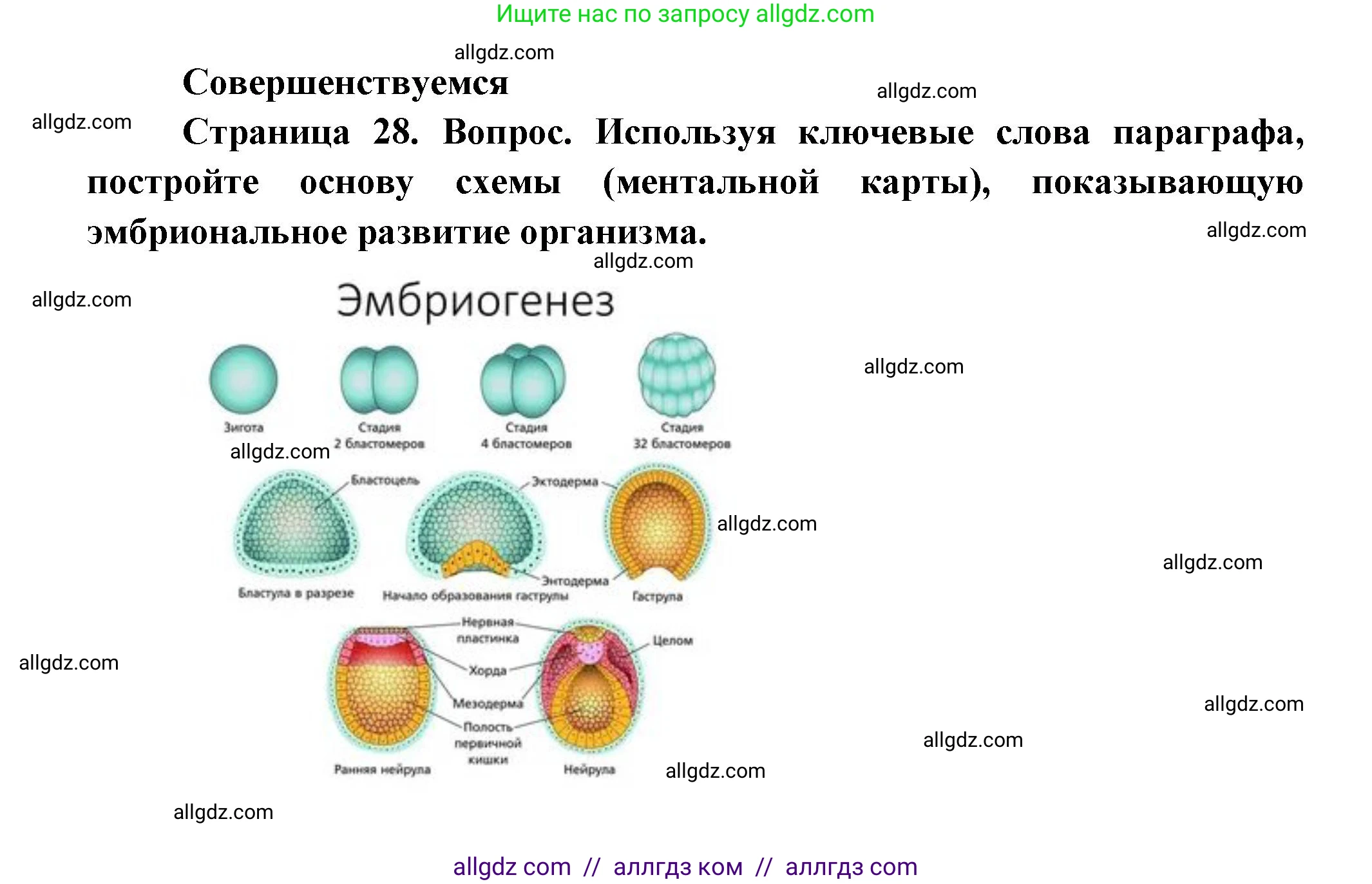 Биология, 11 класс Учебник, авторы: Пасечник Владимир Васильевич, Каменский Андрей Александрович, Рубцов Александр Михайлович, Швецов Глеб Геннадьевич, Гапонюк Зоя Георгиевна, издательство Просвещение, Москва, 2018, страница 28, Решение