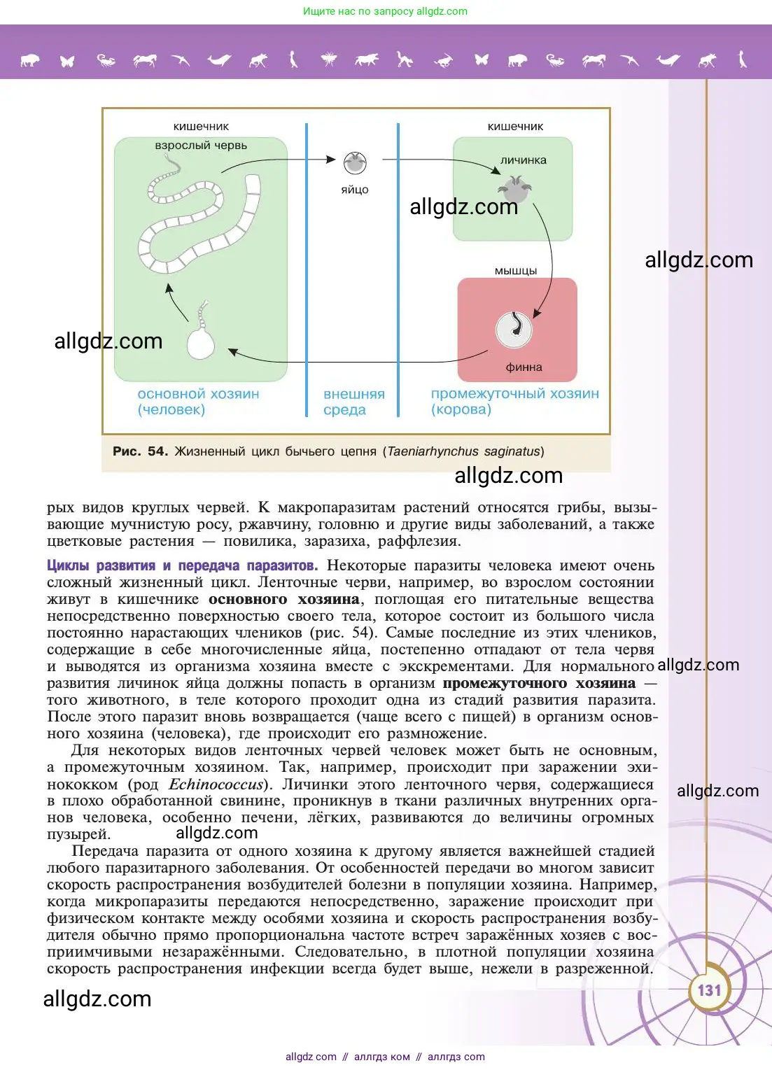 Биология, 11 класс Учебник, авторы: Пасечник Владимир Васильевич, Каменский Андрей Александрович, Рубцов Александр Михайлович, Швецов Глеб Геннадьевич, Абовян Леван Арташесович, Гапонюк Зоя Георгиевна, издательство Просвещение, Москва, 2019, страница 131