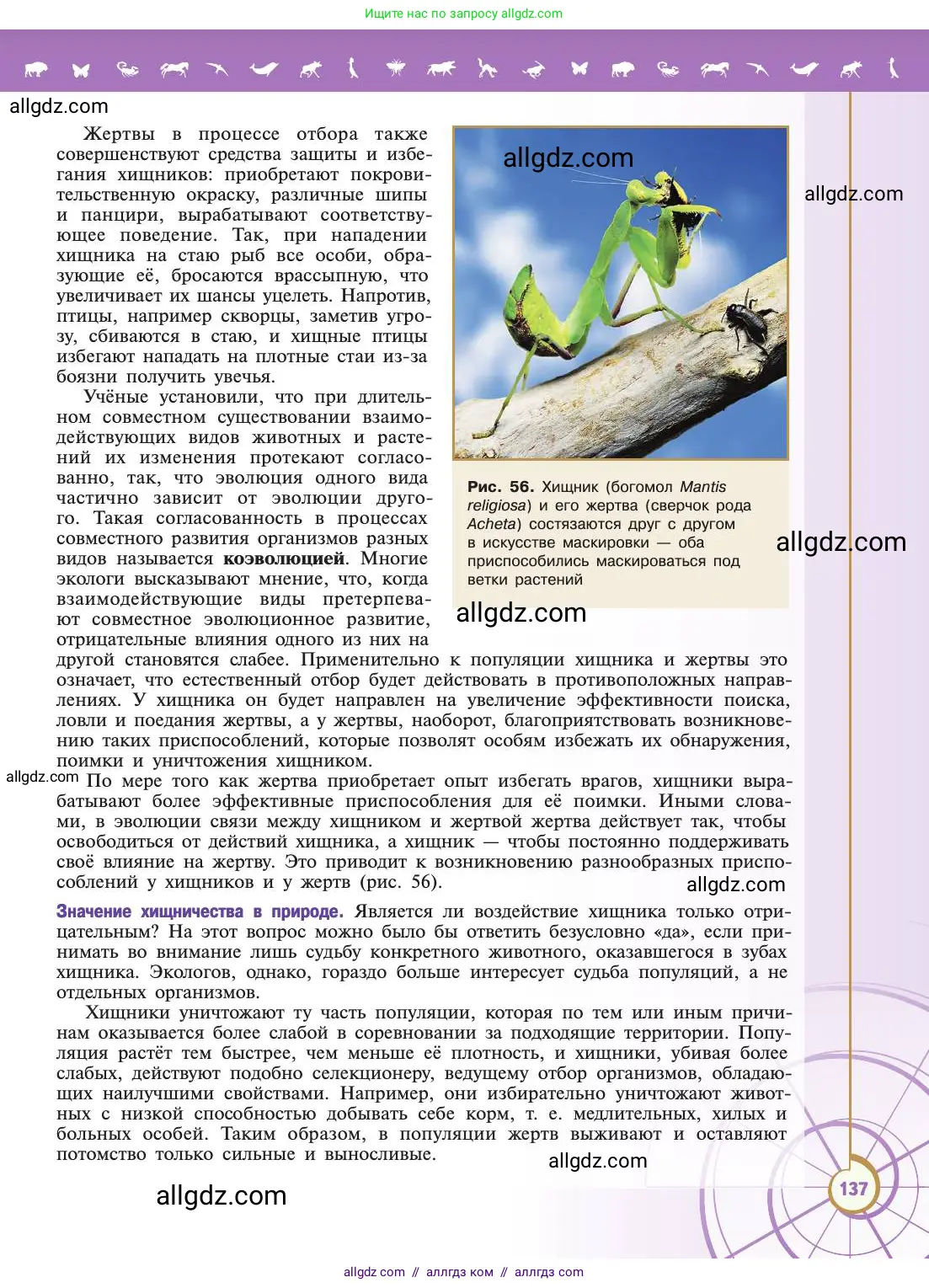 Биология, 11 класс Учебник, авторы: Пасечник Владимир Васильевич, Каменский Андрей Александрович, Рубцов Александр Михайлович, Швецов Глеб Геннадьевич, Абовян Леван Арташесович, Гапонюк Зоя Георгиевна, издательство Просвещение, Москва, 2019, страница 137