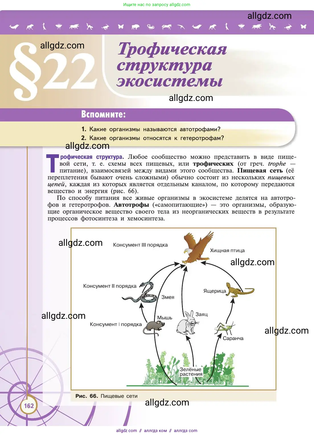 Биология, 11 класс Учебник, авторы: Пасечник Владимир Васильевич, Каменский Андрей Александрович, Рубцов Александр Михайлович, Швецов Глеб Геннадьевич, Абовян Леван Арташесович, Гапонюк Зоя Георгиевна, издательство Просвещение, Москва, 2019, страница 162