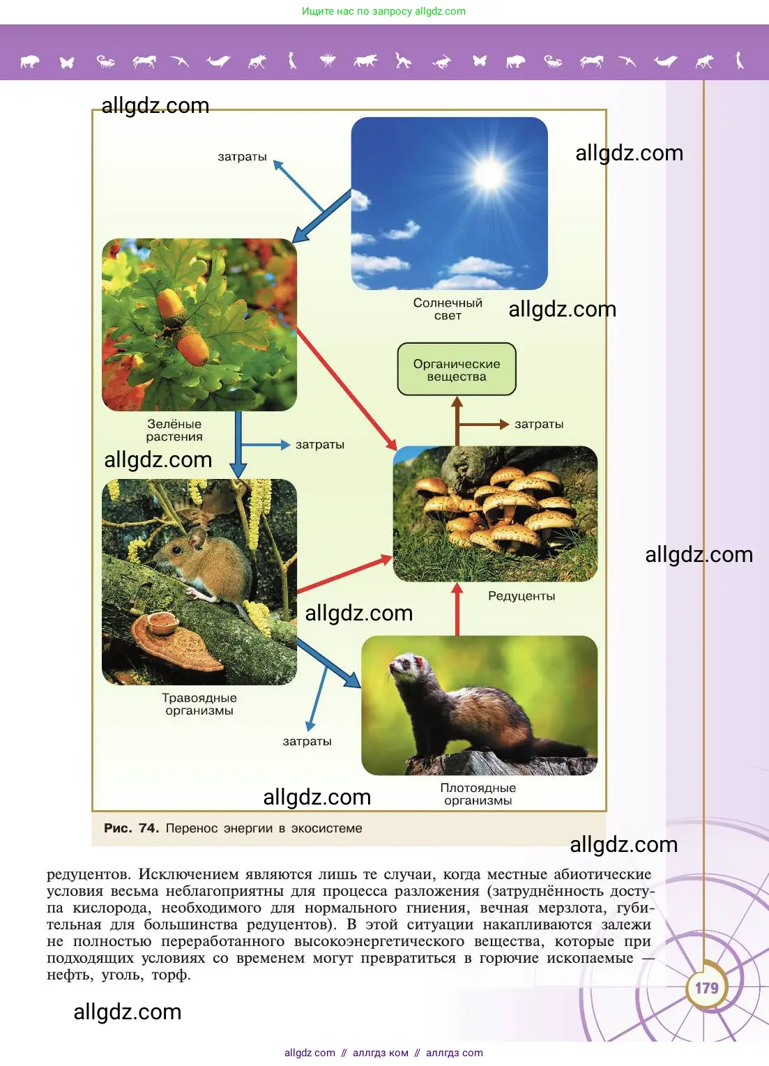 Биология, 11 класс Учебник, авторы: Пасечник Владимир Васильевич, Каменский Андрей Александрович, Рубцов Александр Михайлович, Швецов Глеб Геннадьевич, Абовян Леван Арташесович, Гапонюк Зоя Георгиевна, издательство Просвещение, Москва, 2019, страница 179