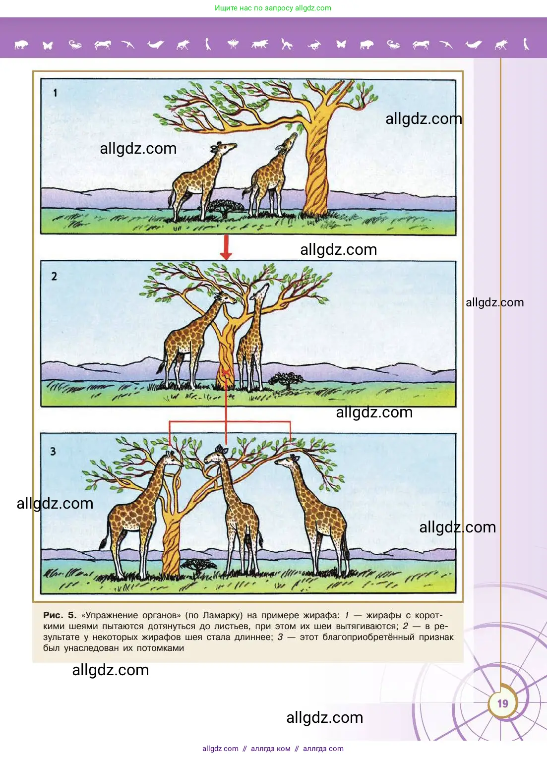 Биология, 11 класс Учебник, авторы: Пасечник Владимир Васильевич, Каменский Андрей Александрович, Рубцов Александр Михайлович, Швецов Глеб Геннадьевич, Абовян Леван Арташесович, Гапонюк Зоя Георгиевна, издательство Просвещение, Москва, 2019, страница 19