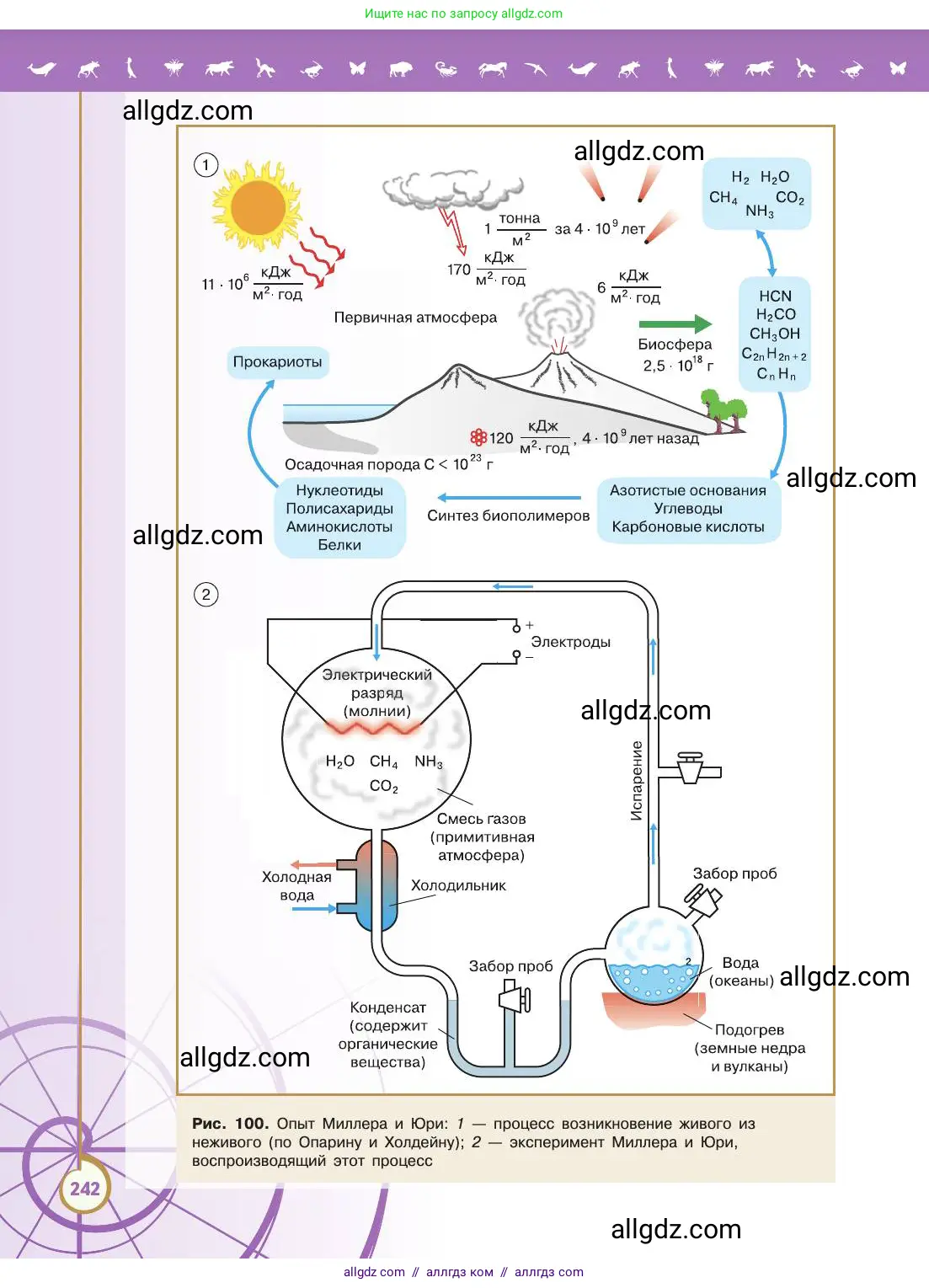 Биология, 11 класс Учебник, авторы: Пасечник Владимир Васильевич, Каменский Андрей Александрович, Рубцов Александр Михайлович, Швецов Глеб Геннадьевич, Абовян Леван Арташесович, Гапонюк Зоя Георгиевна, издательство Просвещение, Москва, 2019, страница 242